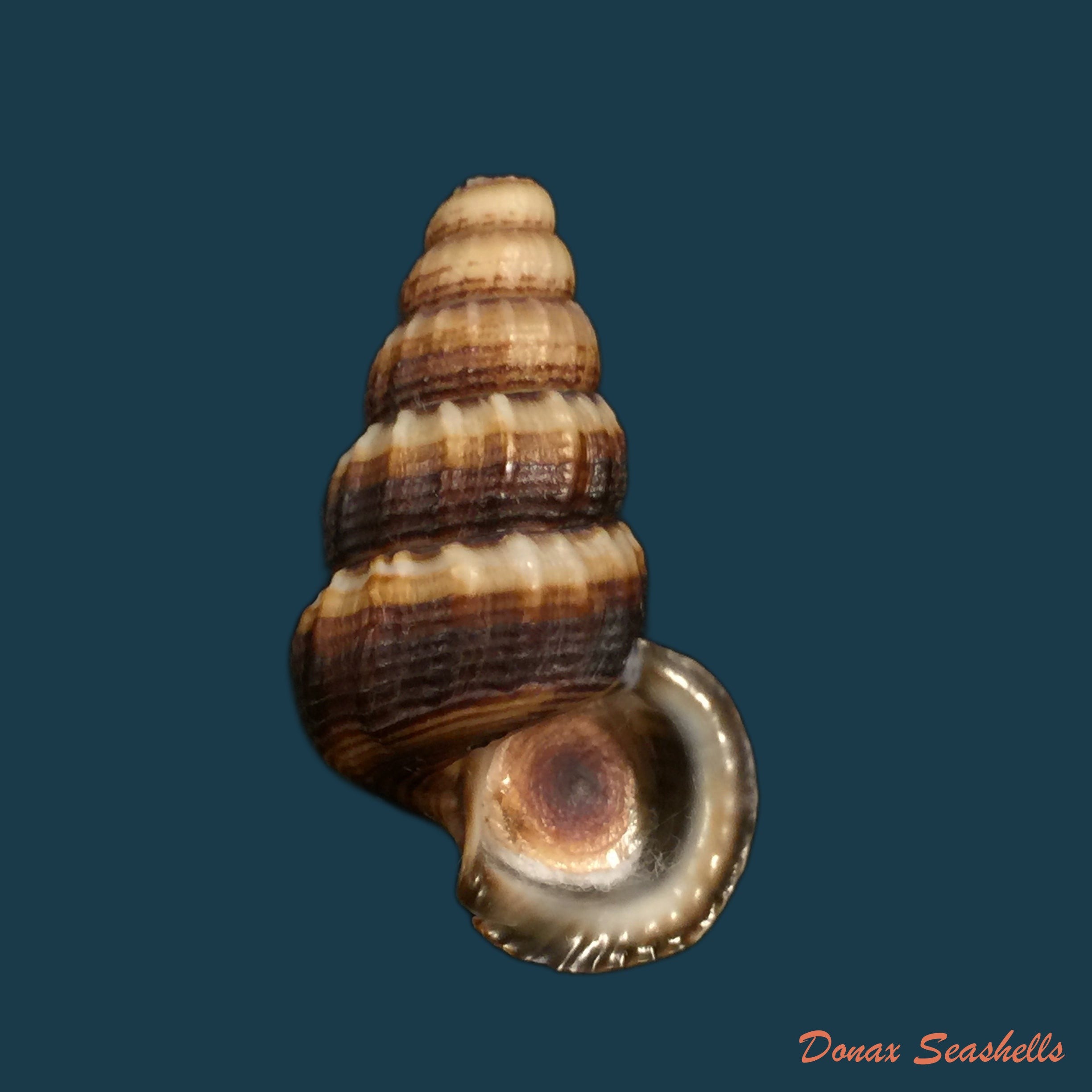 copia-de-anctus-angiostomus-wagner-1828