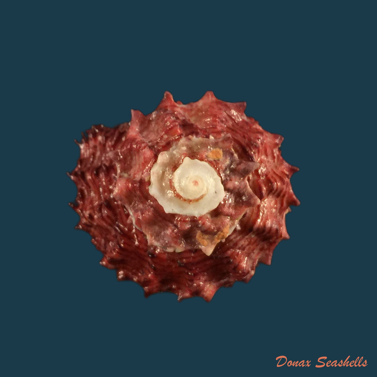 copia-de-angaria-rugosa-kiener-1843-33-5mm
