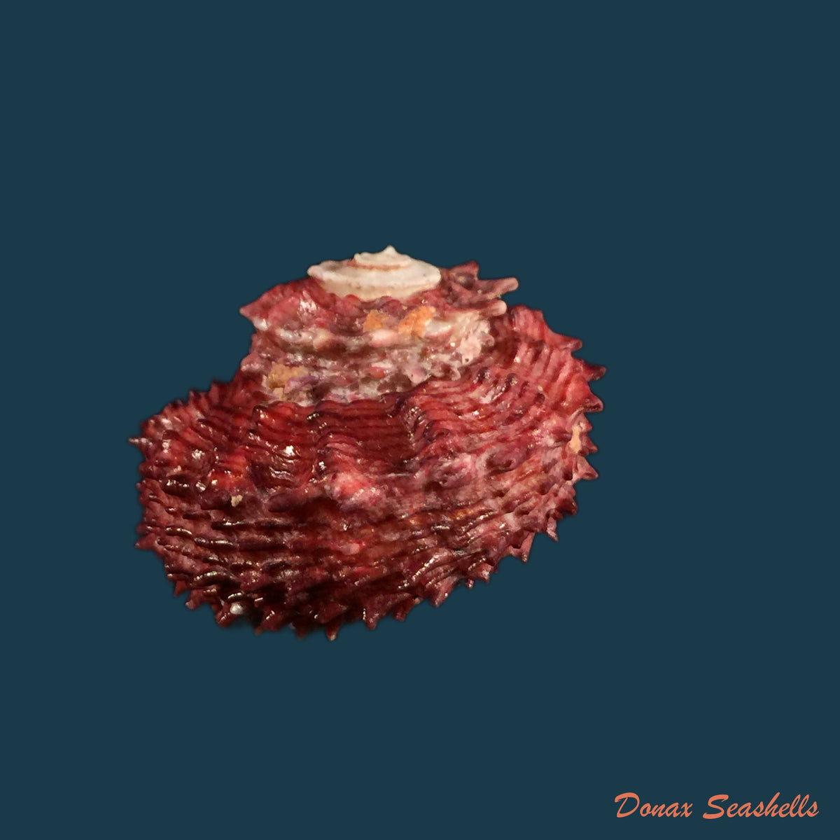 copia-de-angaria-rugosa-kiener-1843-33-5mm
