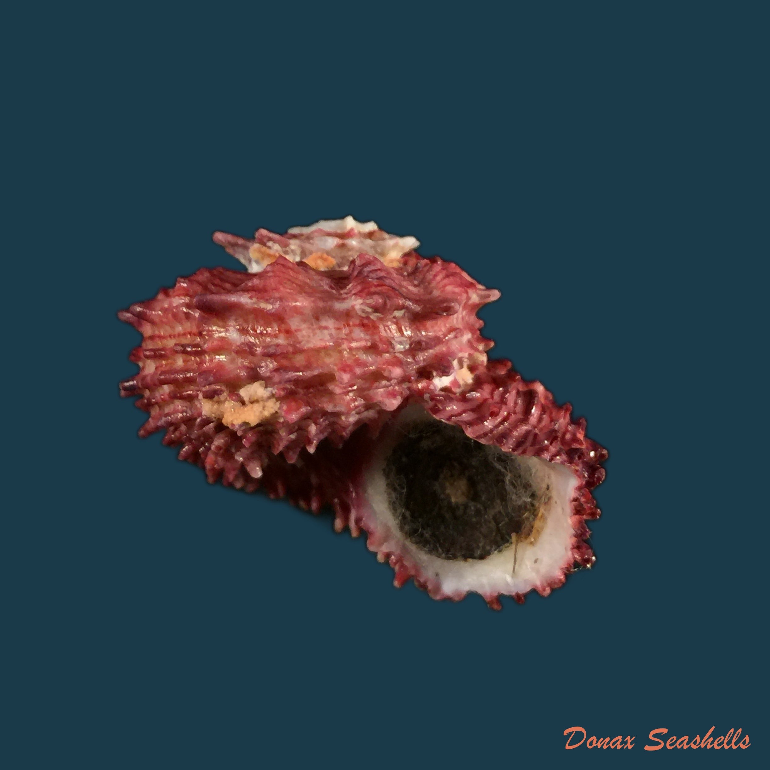 copia-de-angaria-rugosa-kiener-1843-33-5mm