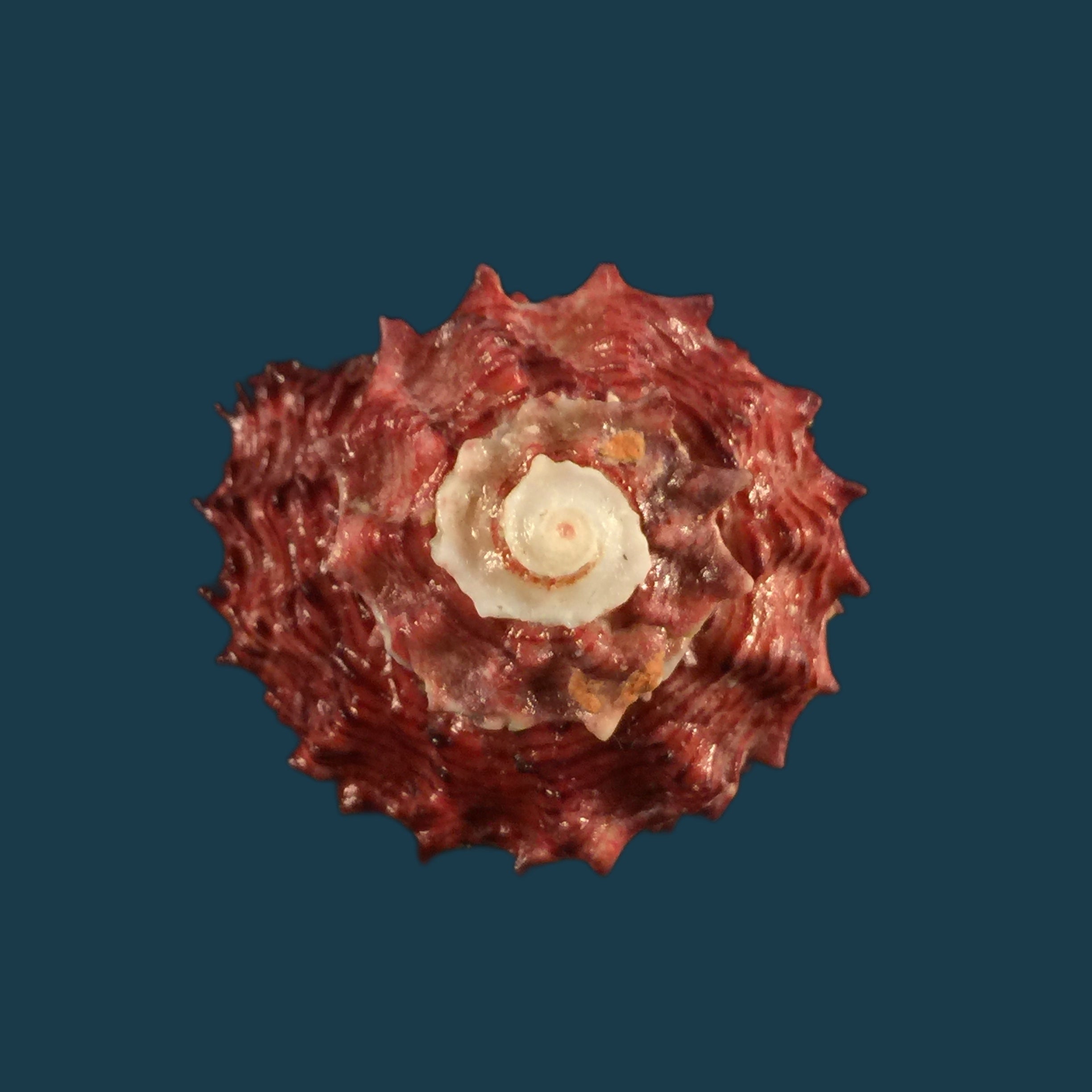 Angaria rugosa (Kiener, 1843) - 32,8mm