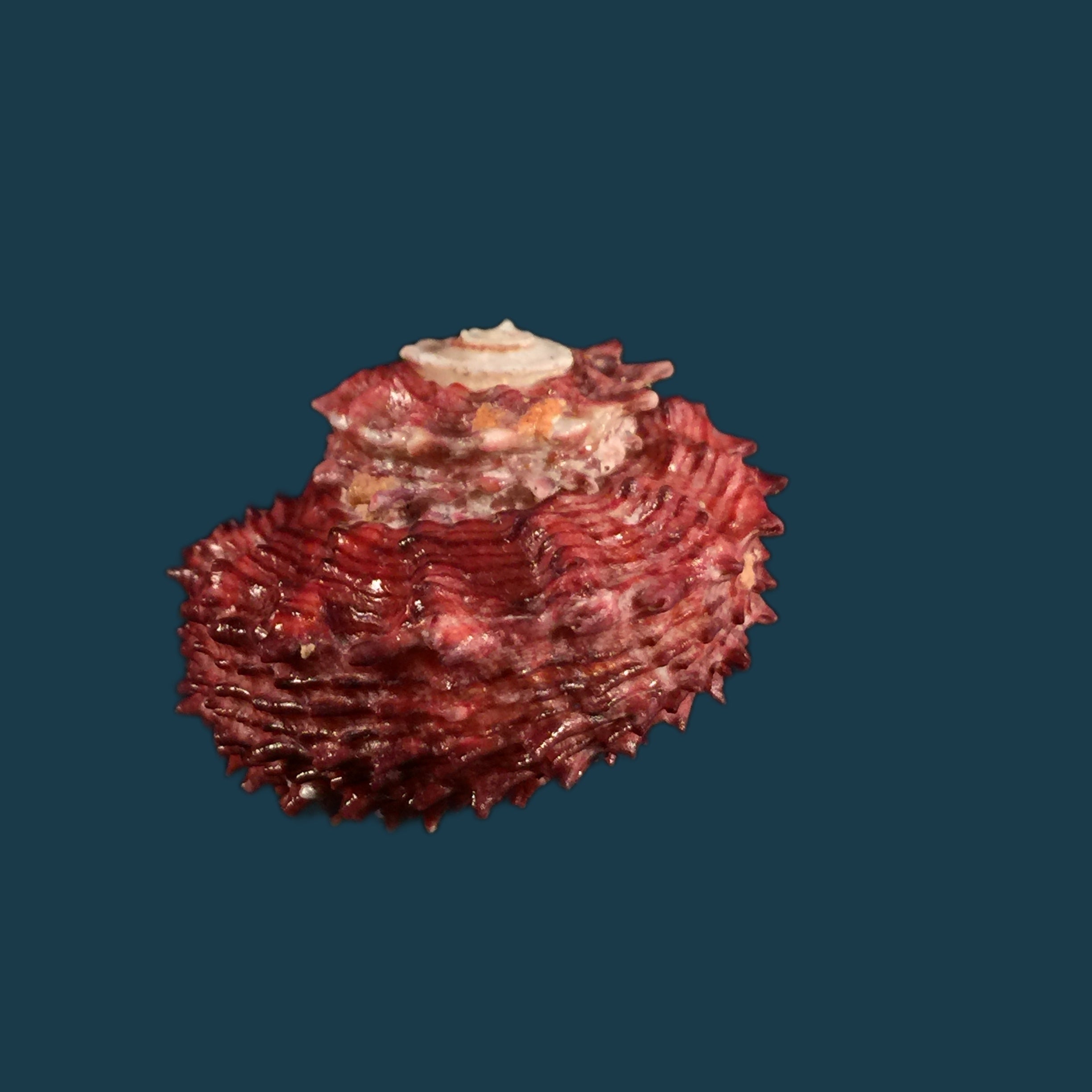 Angaria rugosa (Kiener, 1843) - 32,8mm