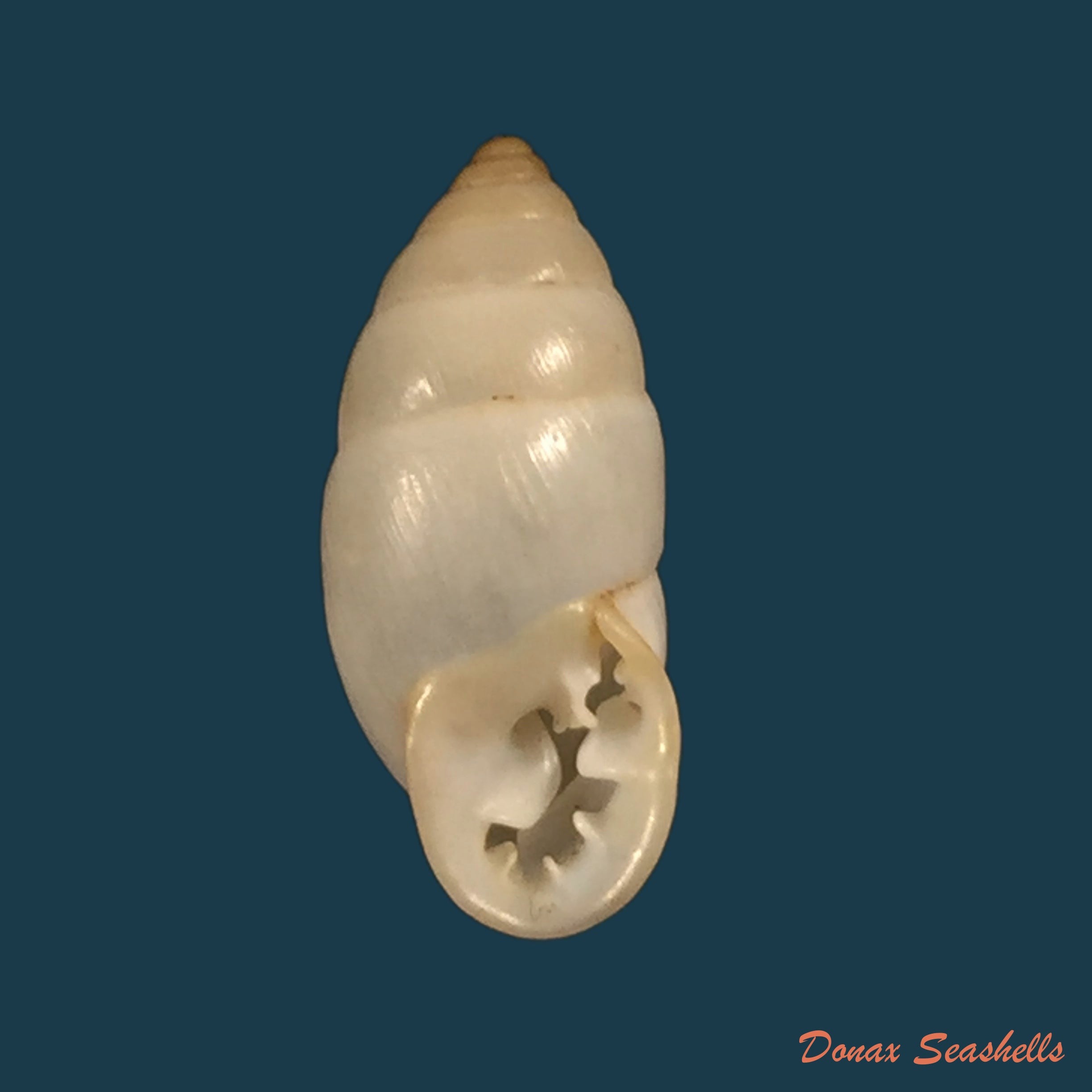copia-de-angulyagra-clemensi-bartsch-1910