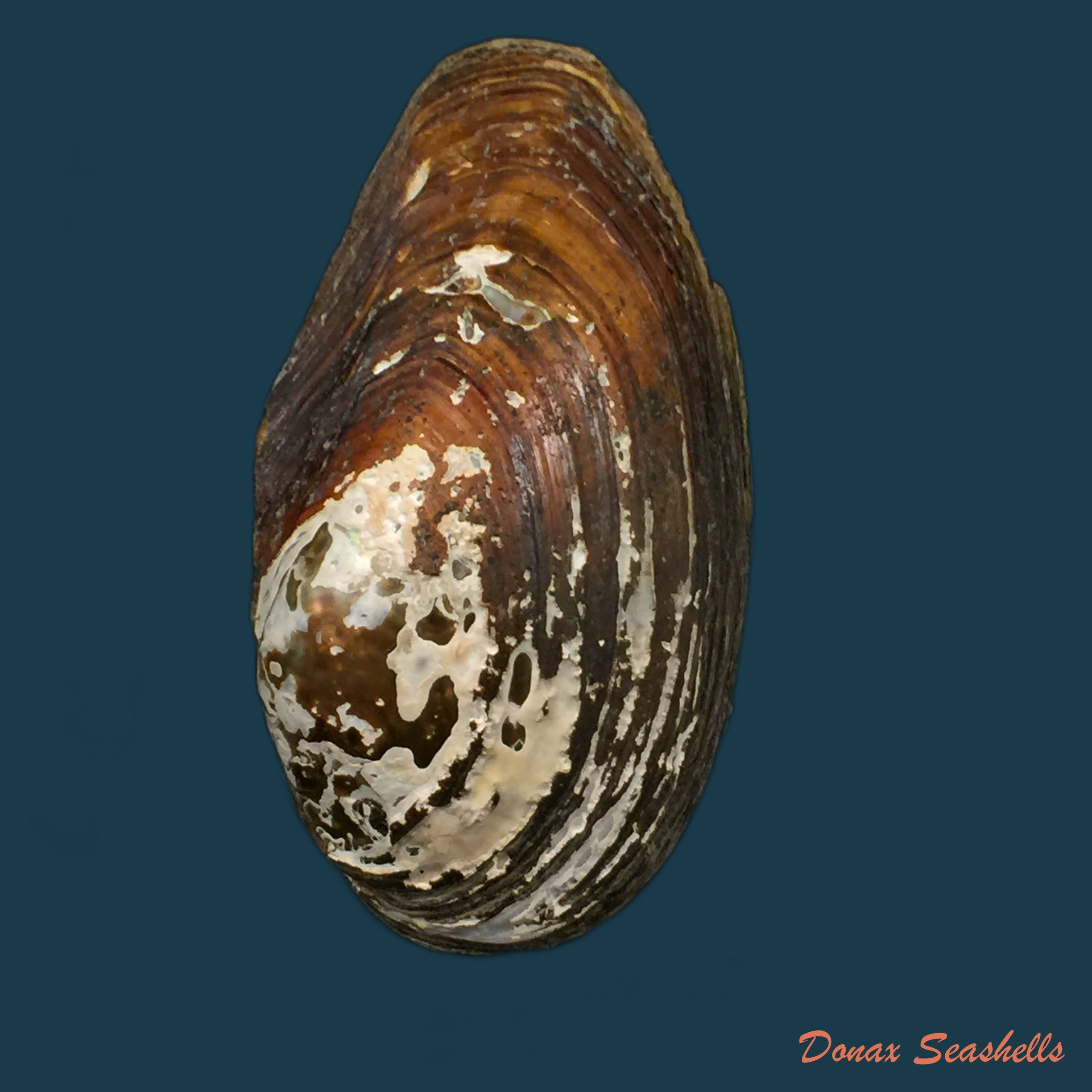 copia-de-anodonta-cf-anatina-linnaeus-1758-68-4mm-1