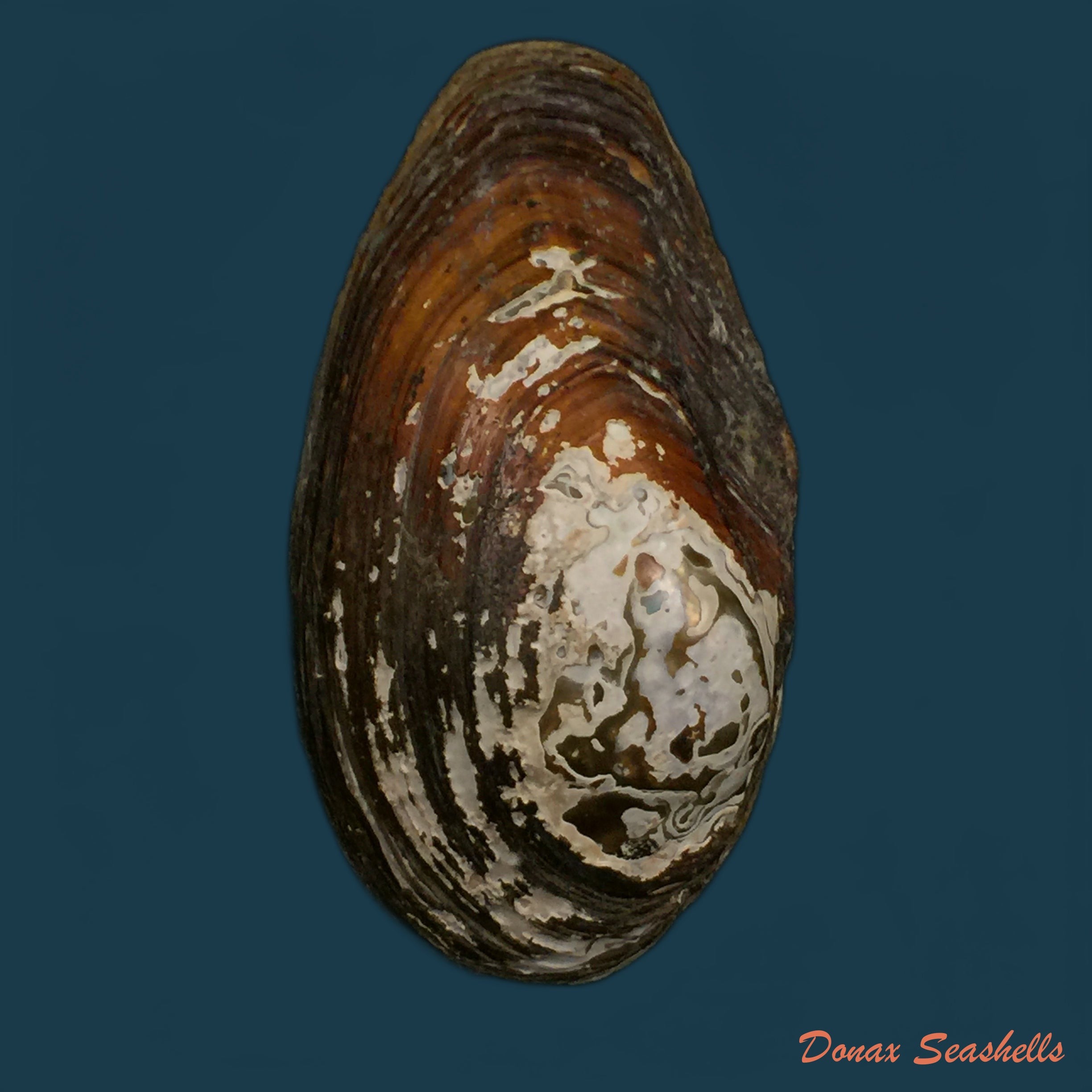 copia-de-anodonta-cf-anatina-linnaeus-1758-68-4mm-1