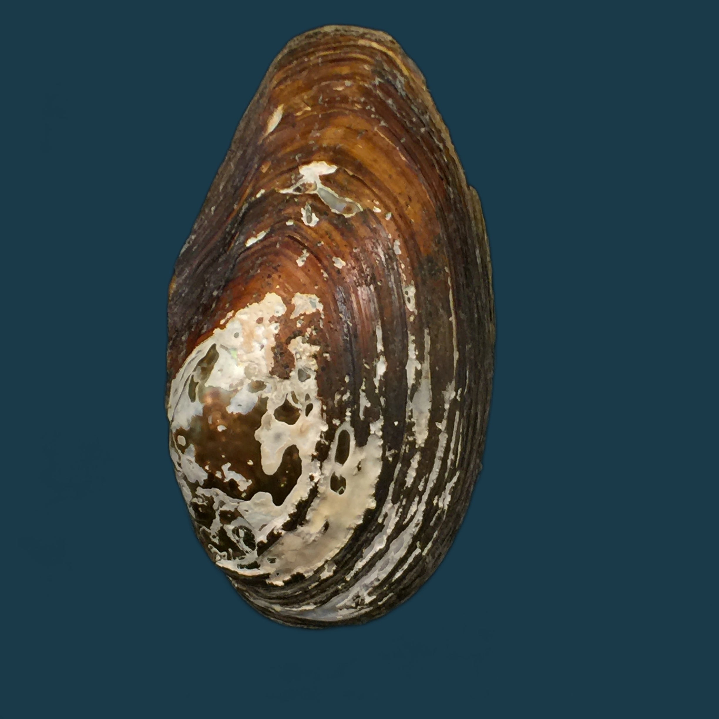 无齿蚌 (Anodonta cf anatina) (林奈, 1758) - 108,4毫米