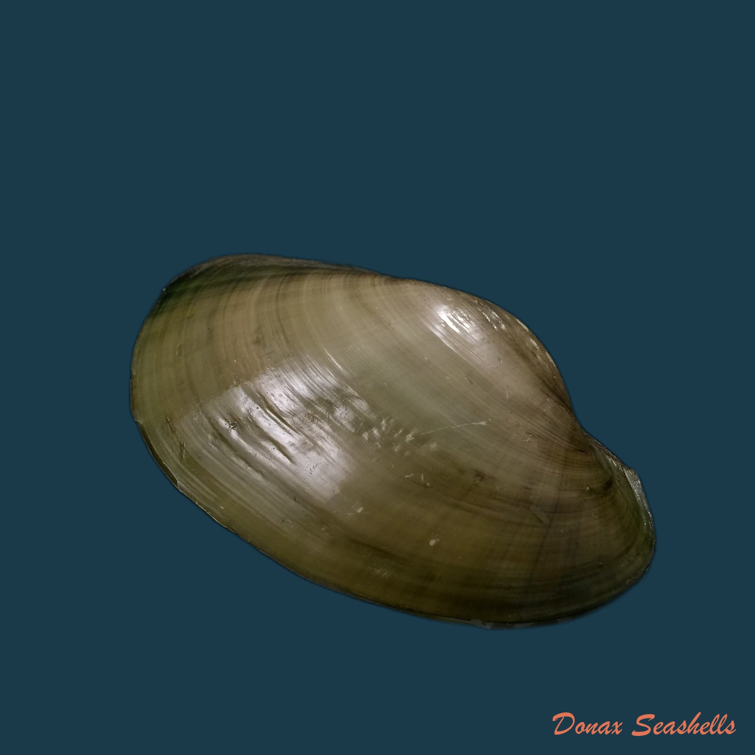 copia-de-anodontites-elongatus-napoensis-lea-1868-50-8mm