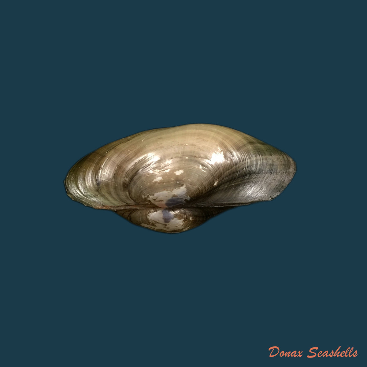 copia-de-anodontites-elongatus-napoensis-lea-1868-50-8mm
