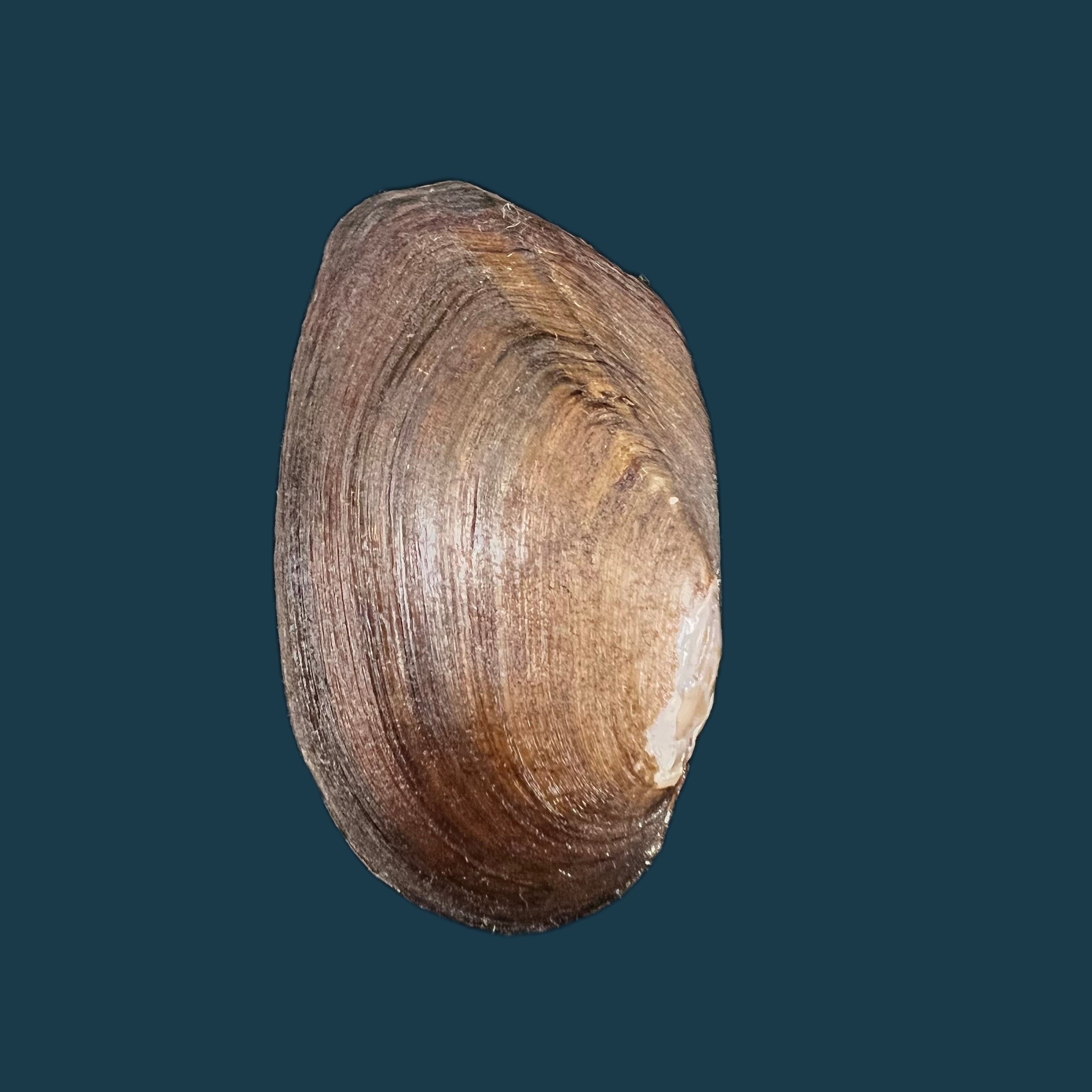 Anodontites elongatus napoensis (Lea, 1868) - 52,6mm