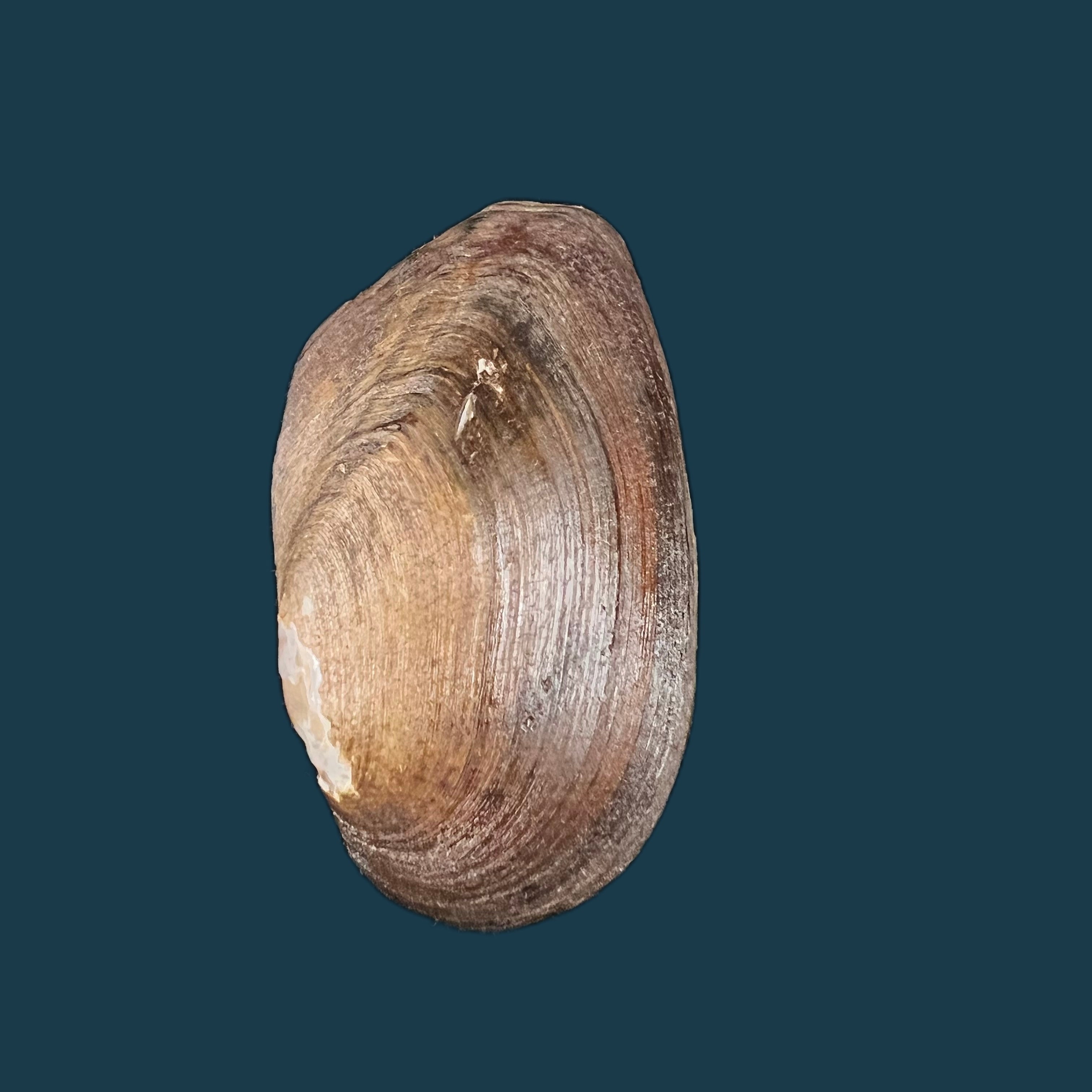 Anodontites elongatus napoensis (Lea, 1868) - 52,6mm