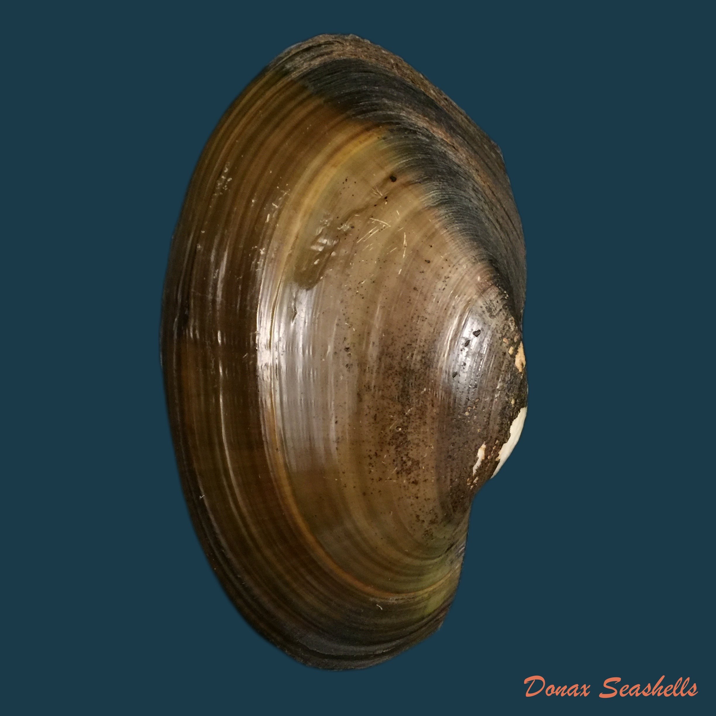 copia-de-anodontites-juparana-ihering-1910-51-7mm-1