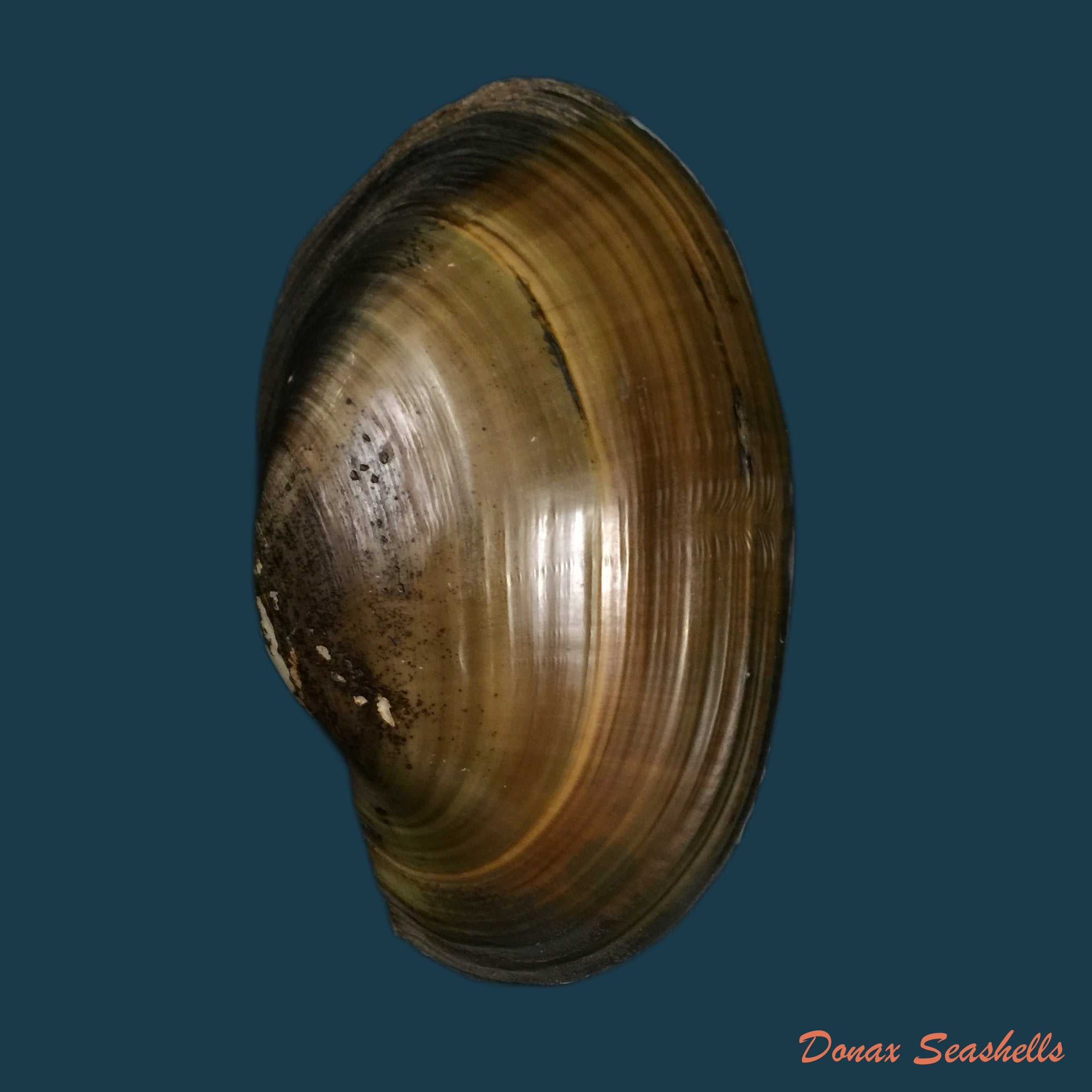 copia-de-anodontites-juparana-ihering-1910-51-7mm-1