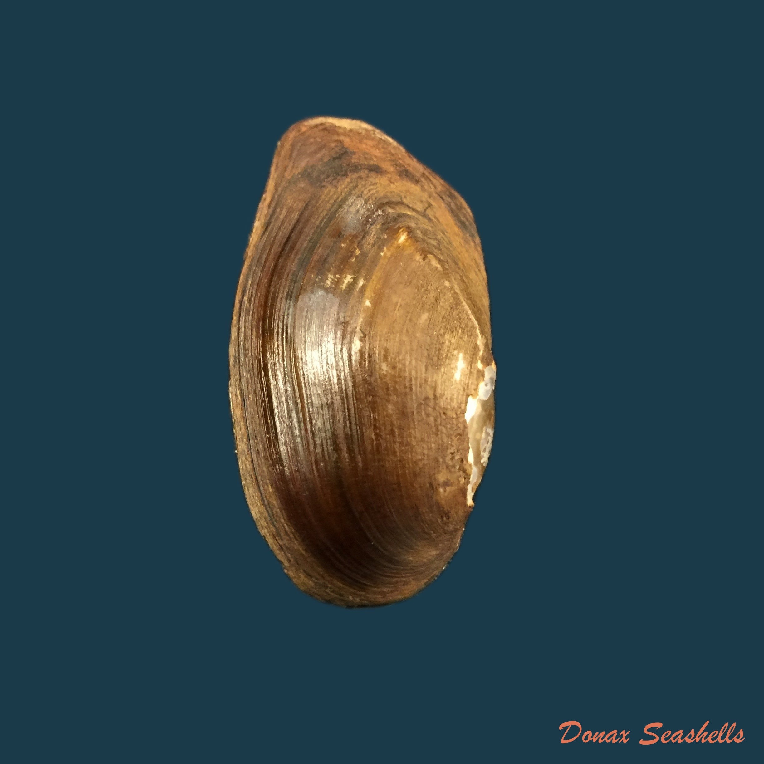 copia-de-anodontites-juparana-ihering-1910-51-7mm