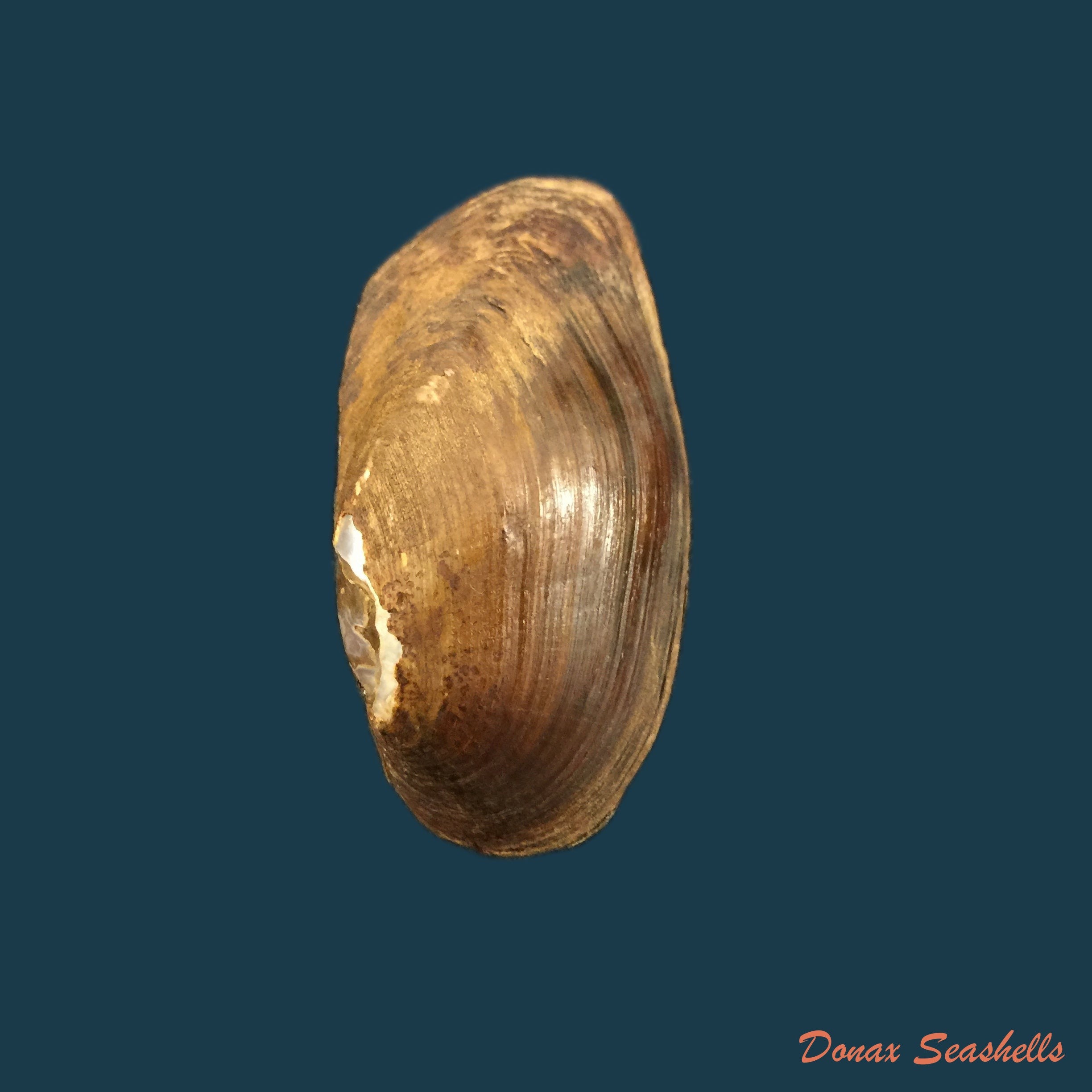 copia-de-anodontites-juparana-ihering-1910-51-7mm