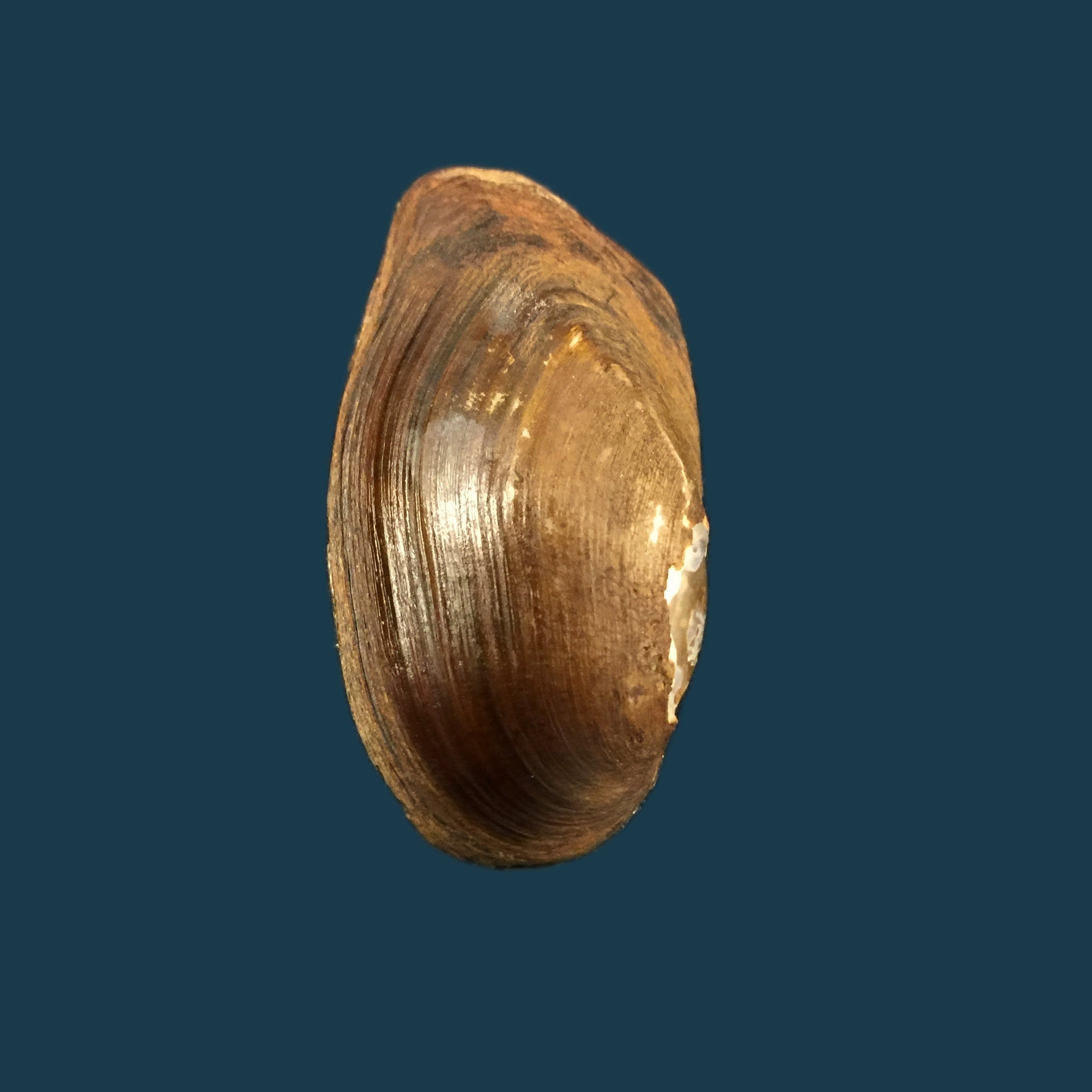 Anodontites elongatus napoensis (Lea, 1868) - 52,6mm