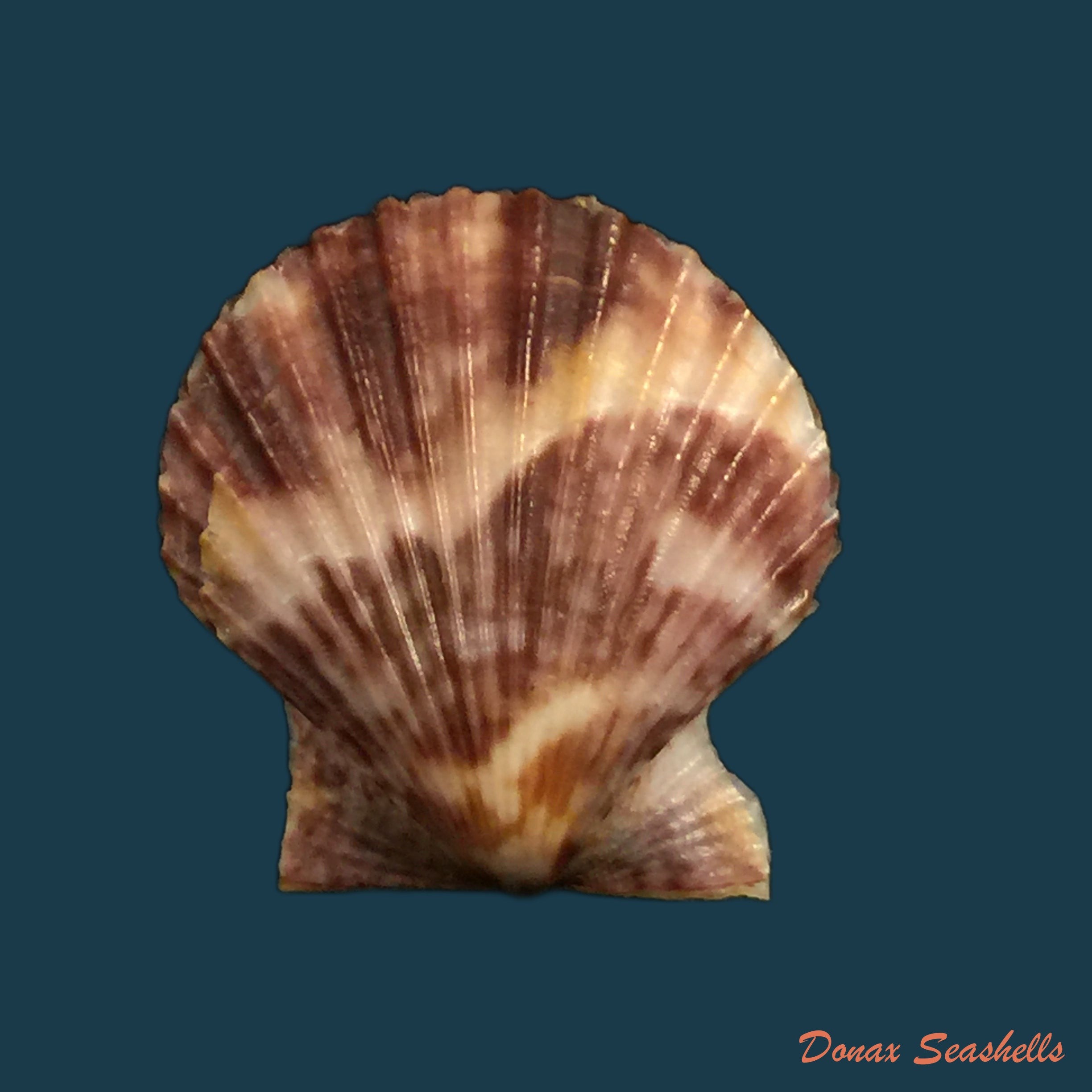 copia-de-anodontites-juparana-ihering-1911