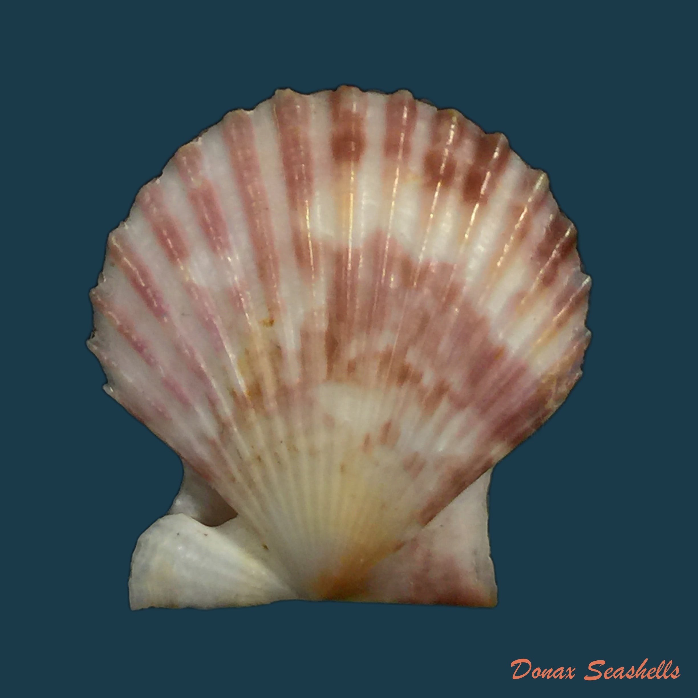 copia-de-anodontites-juparana-ihering-1911