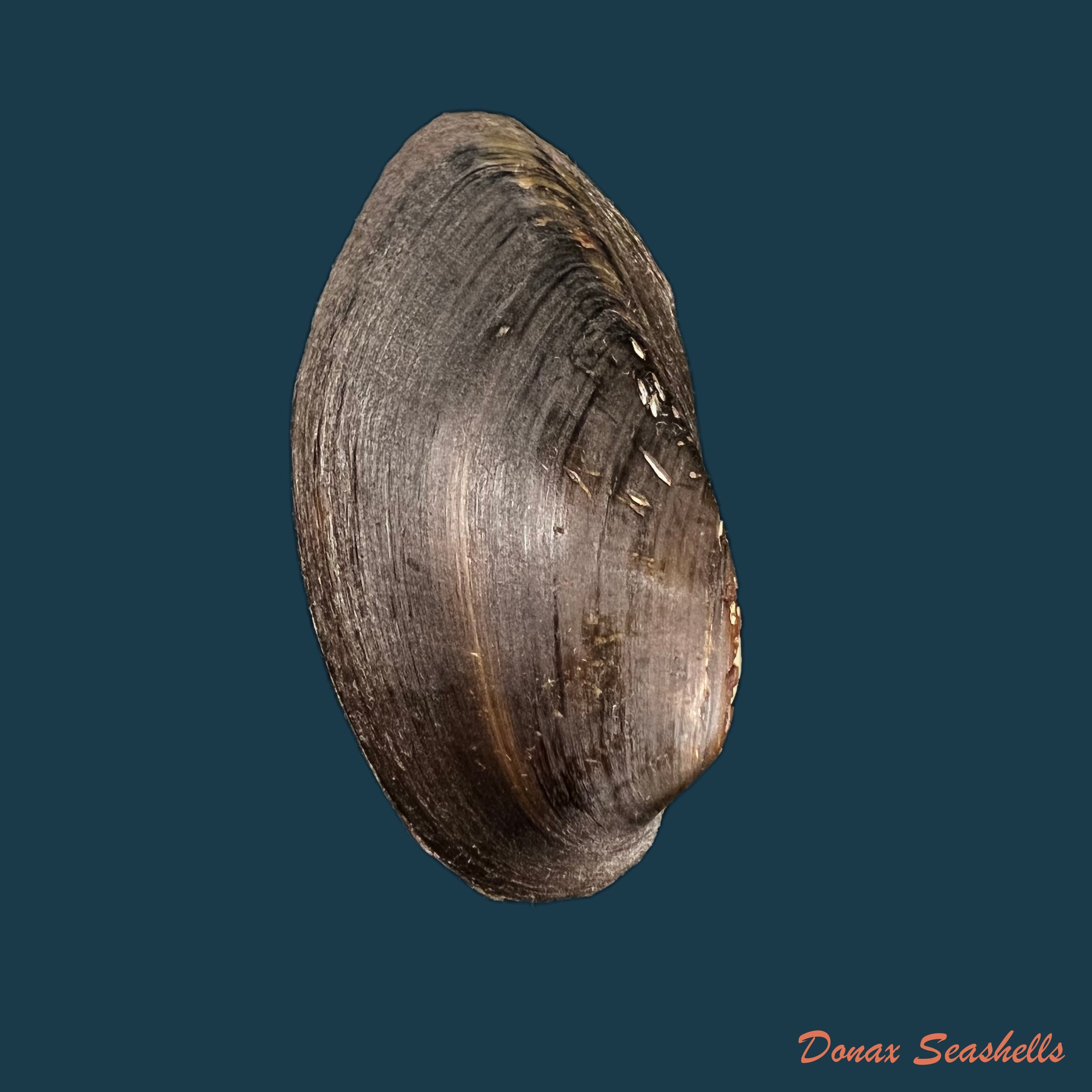 copia-de-anodontites-schadei-marshall-1934-61-5mm