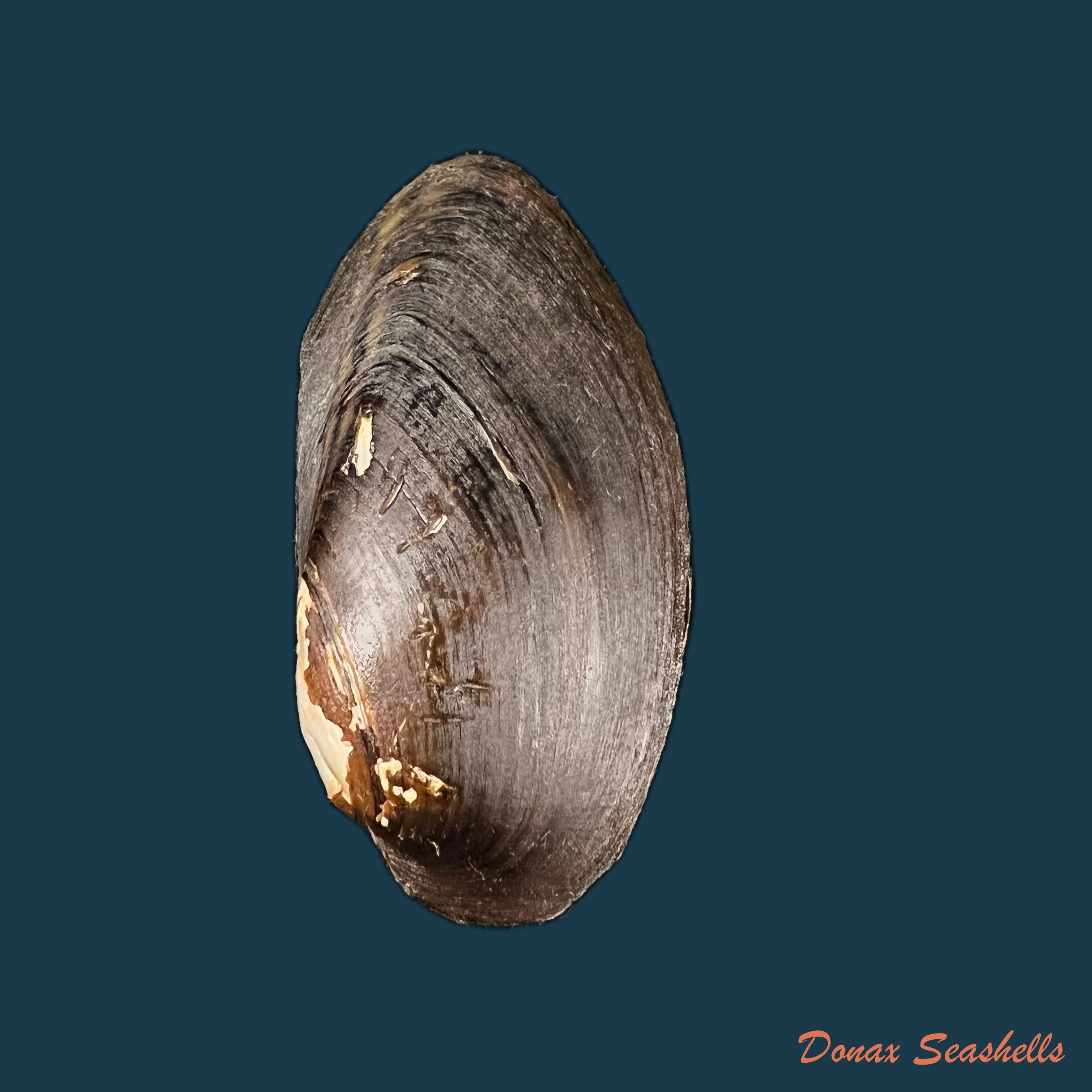 copia-de-anodontites-schadei-marshall-1934-61-5mm