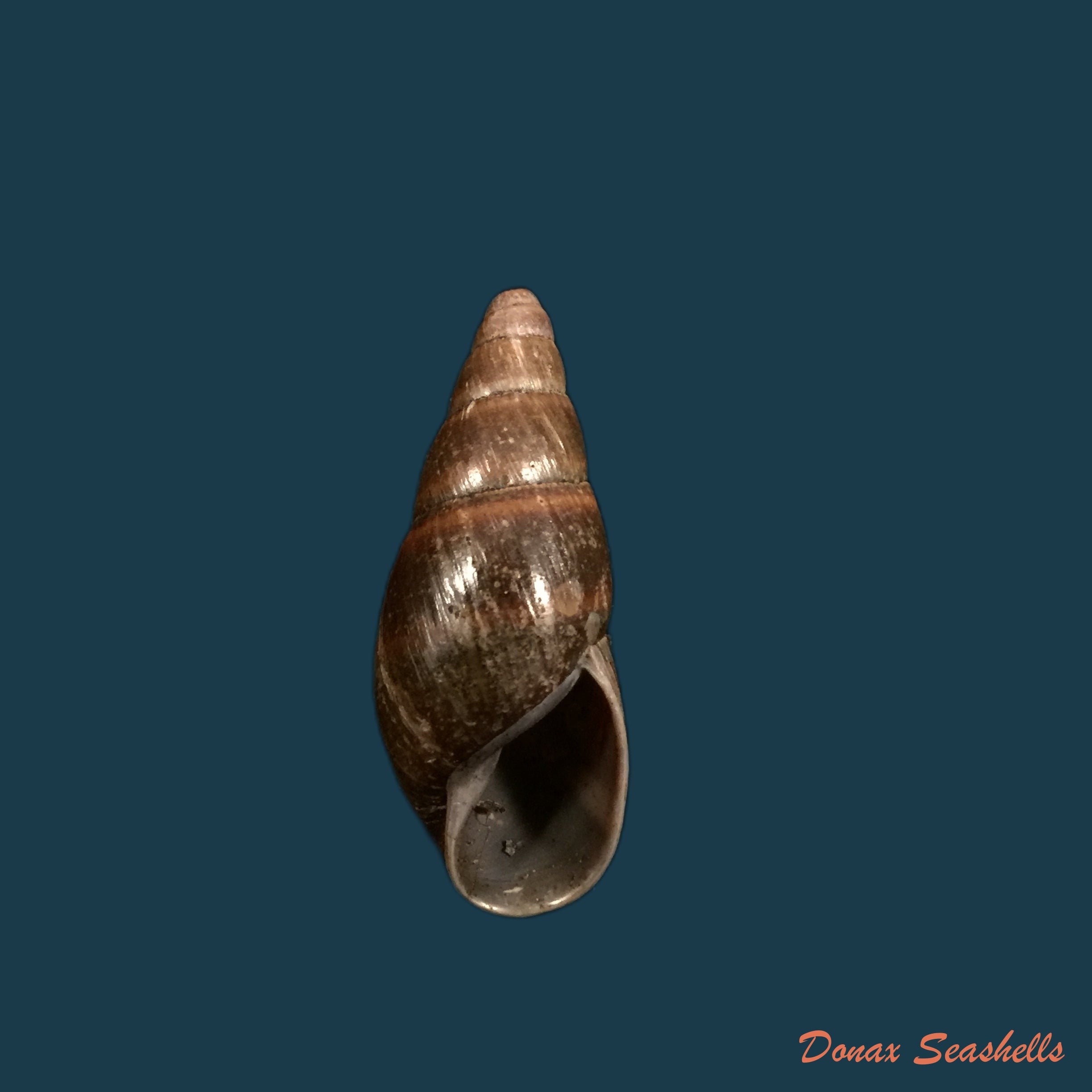 copia-de-anodontites-trapesialis-exoticus-lamarck-1819-105-2mm-1