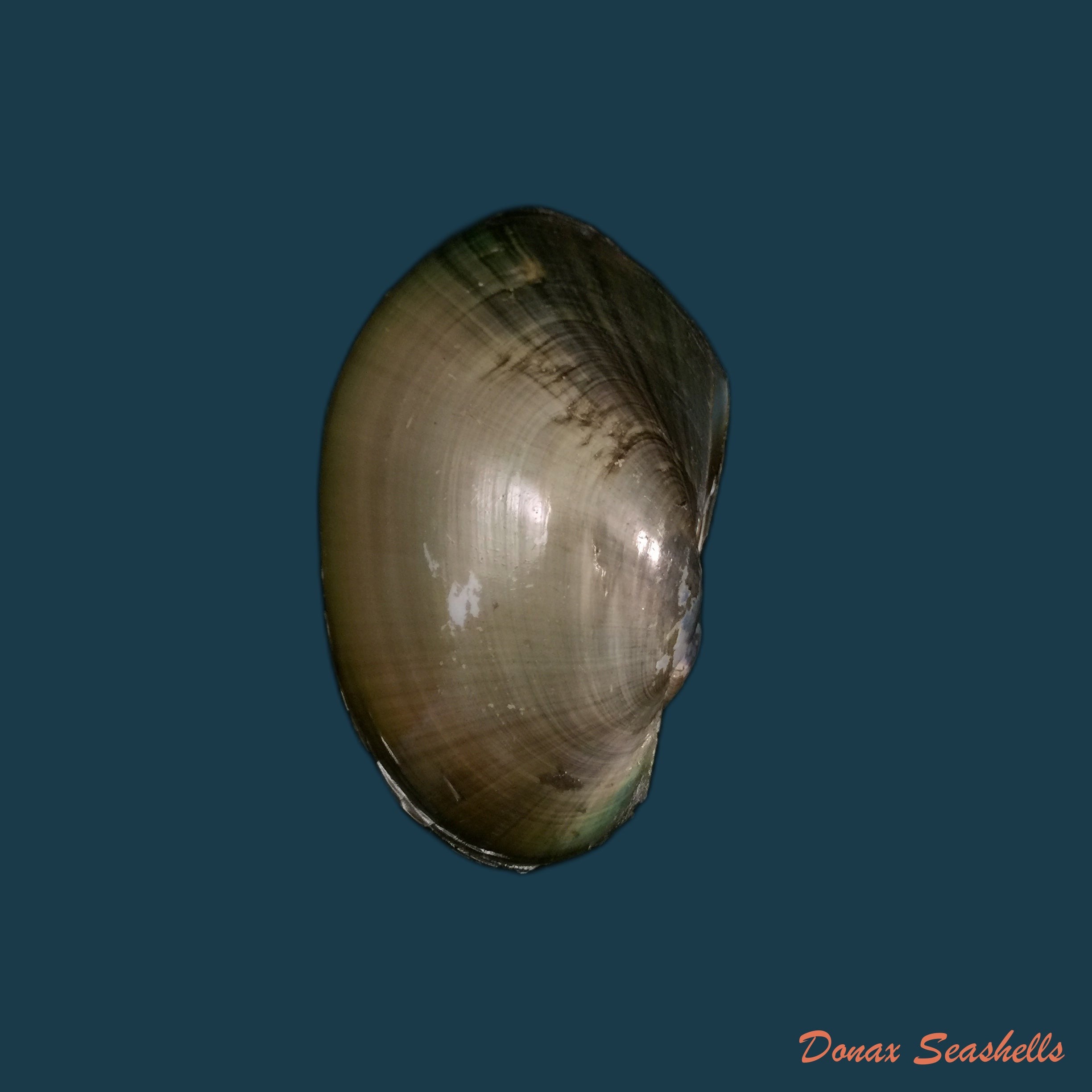 copia-de-anodontites-trapesialis-exoticus-lamarck-1819-105-2mm