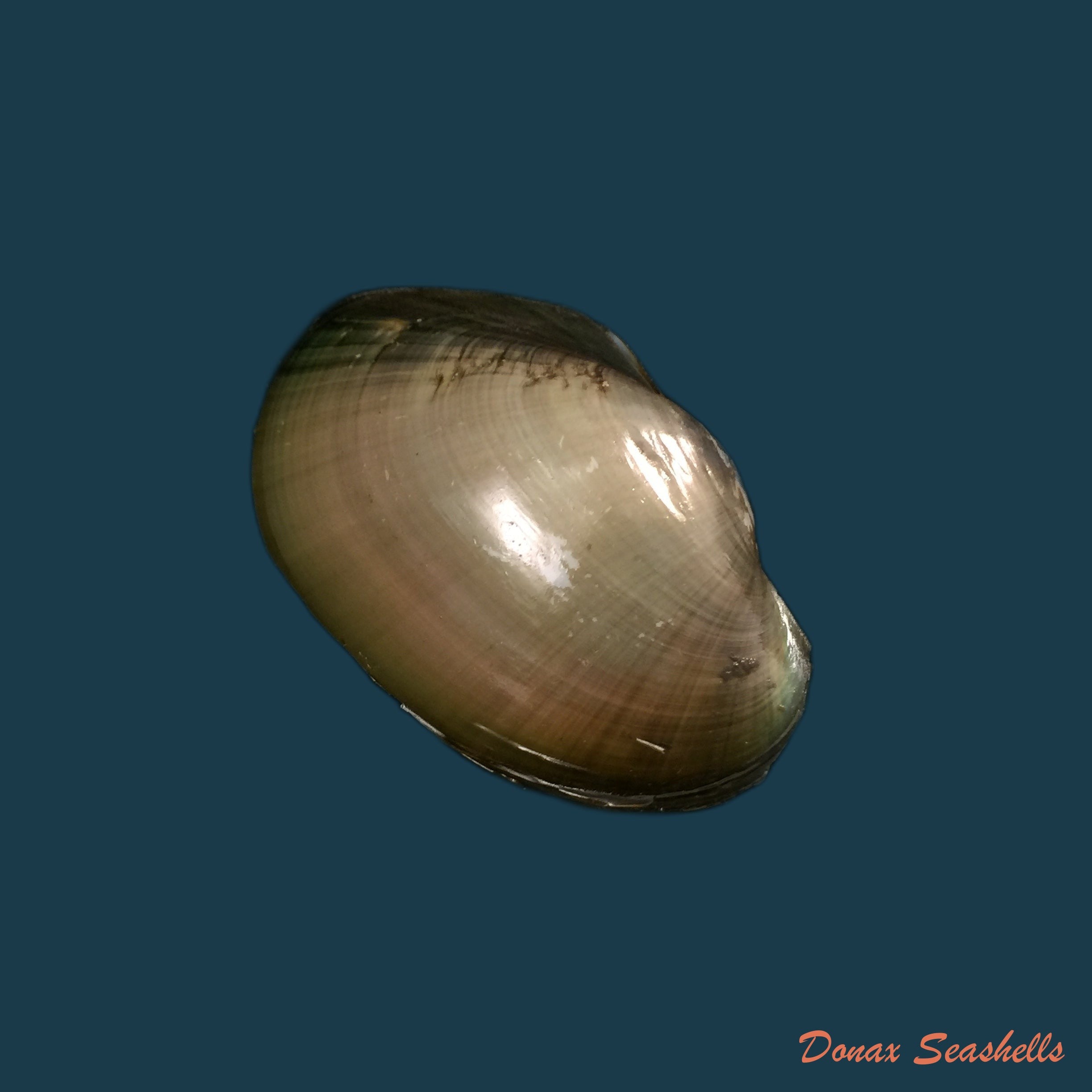 copia-de-anodontites-trapesialis-exoticus-lamarck-1819-105-2mm