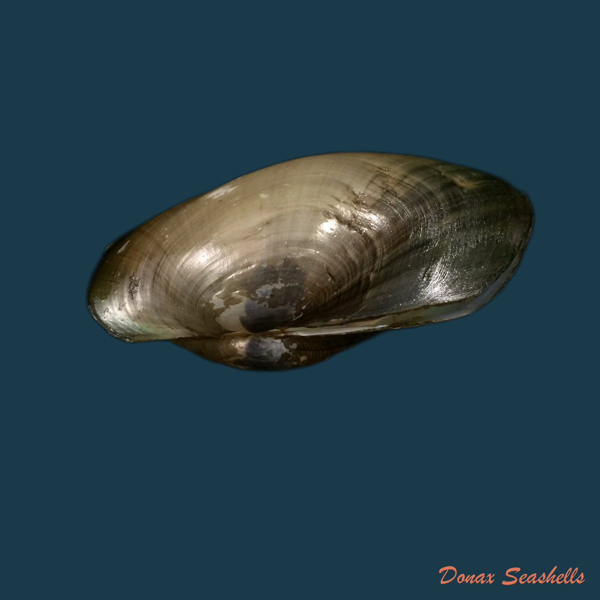 copia-de-anodontites-trapesialis-exoticus-lamarck-1819-105-2mm