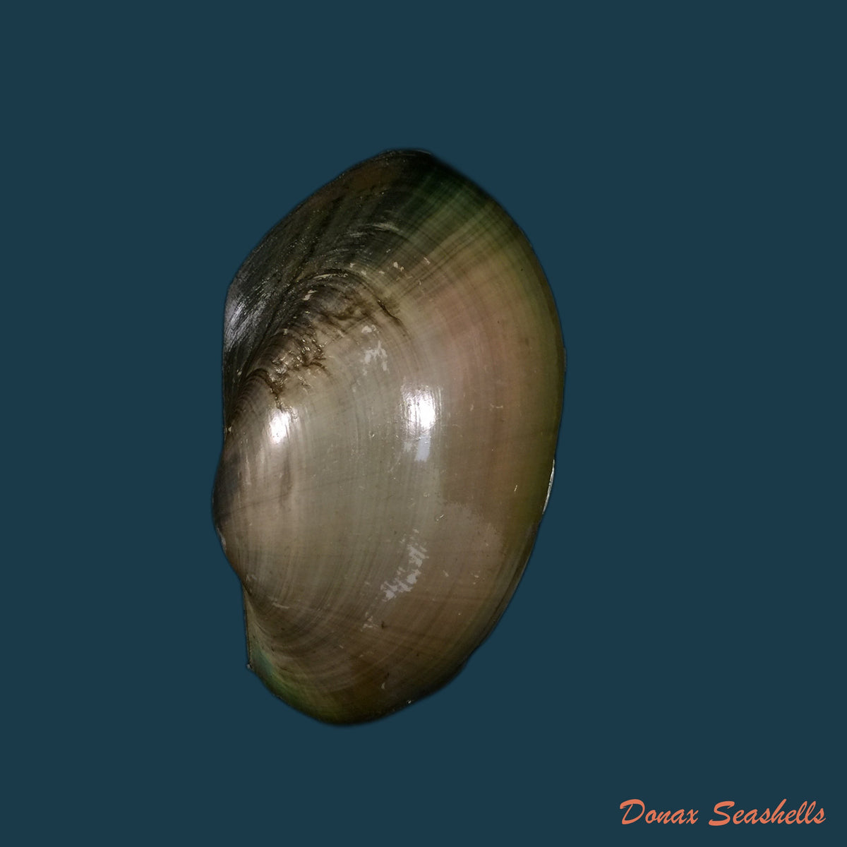 copia-de-anodontites-trapesialis-exoticus-lamarck-1819-105-2mm