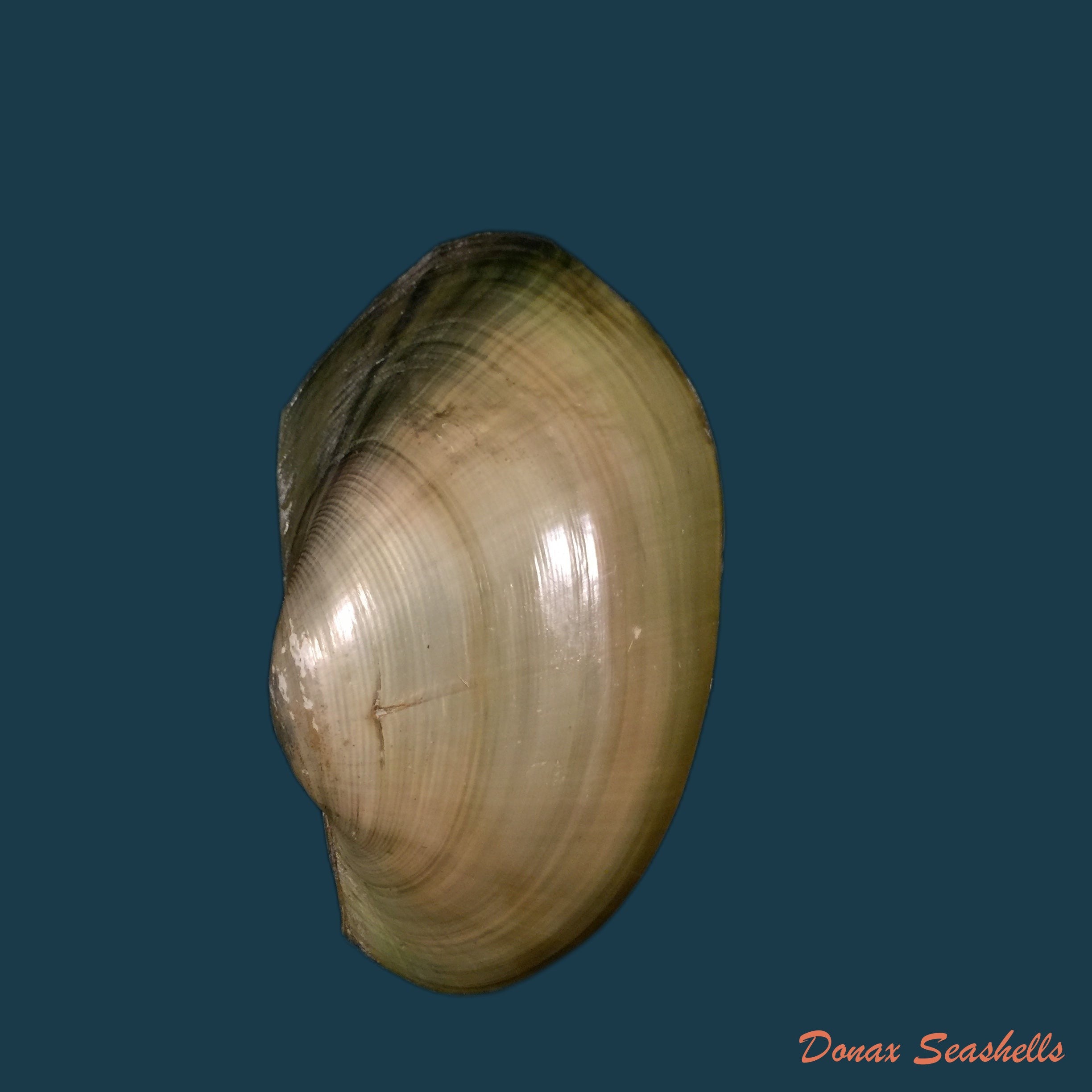 copia-de-anodontites-trapesialis-exoticus-lamarck-1819-113-2mm