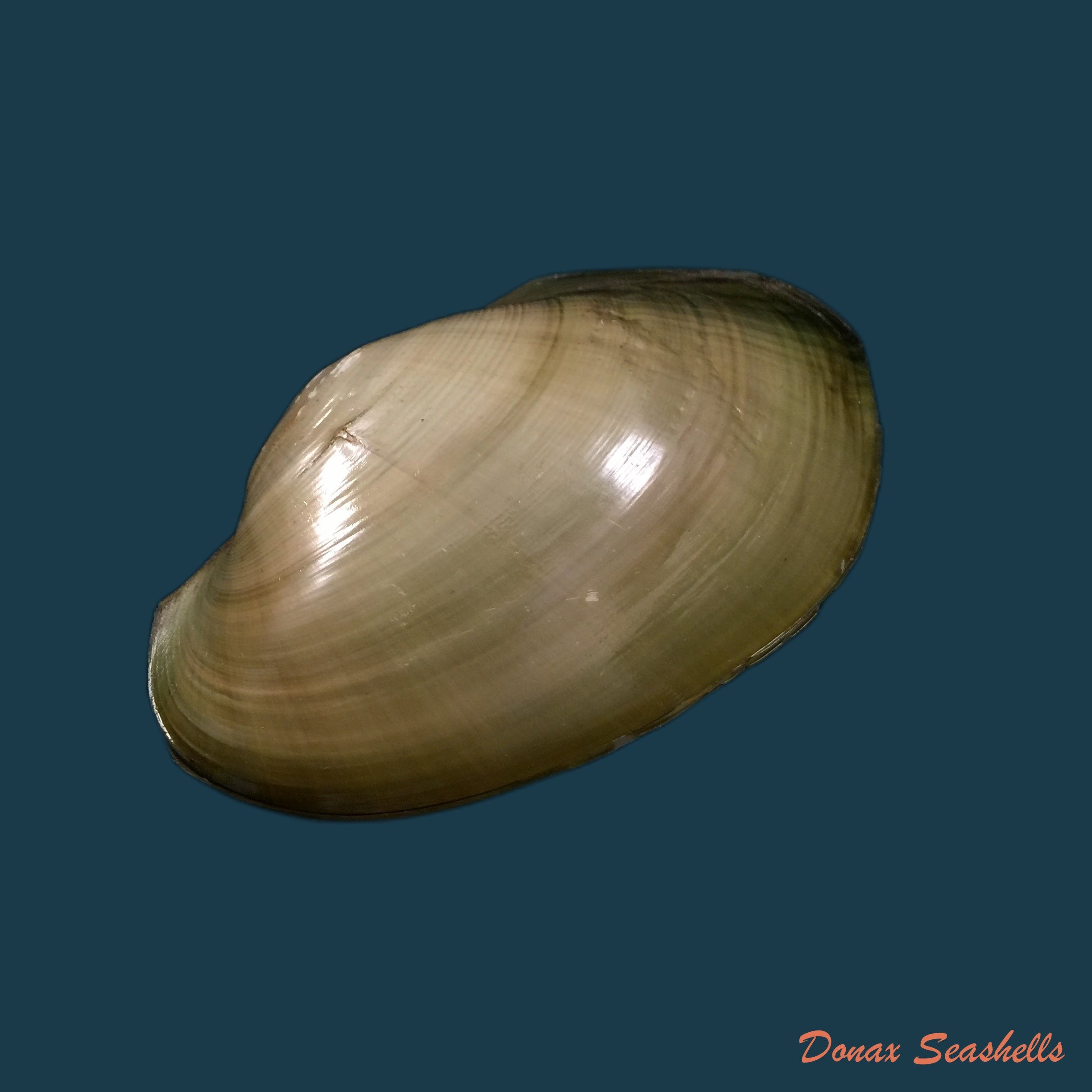 copia-de-anodontites-trapesialis-exoticus-lamarck-1819-113-2mm