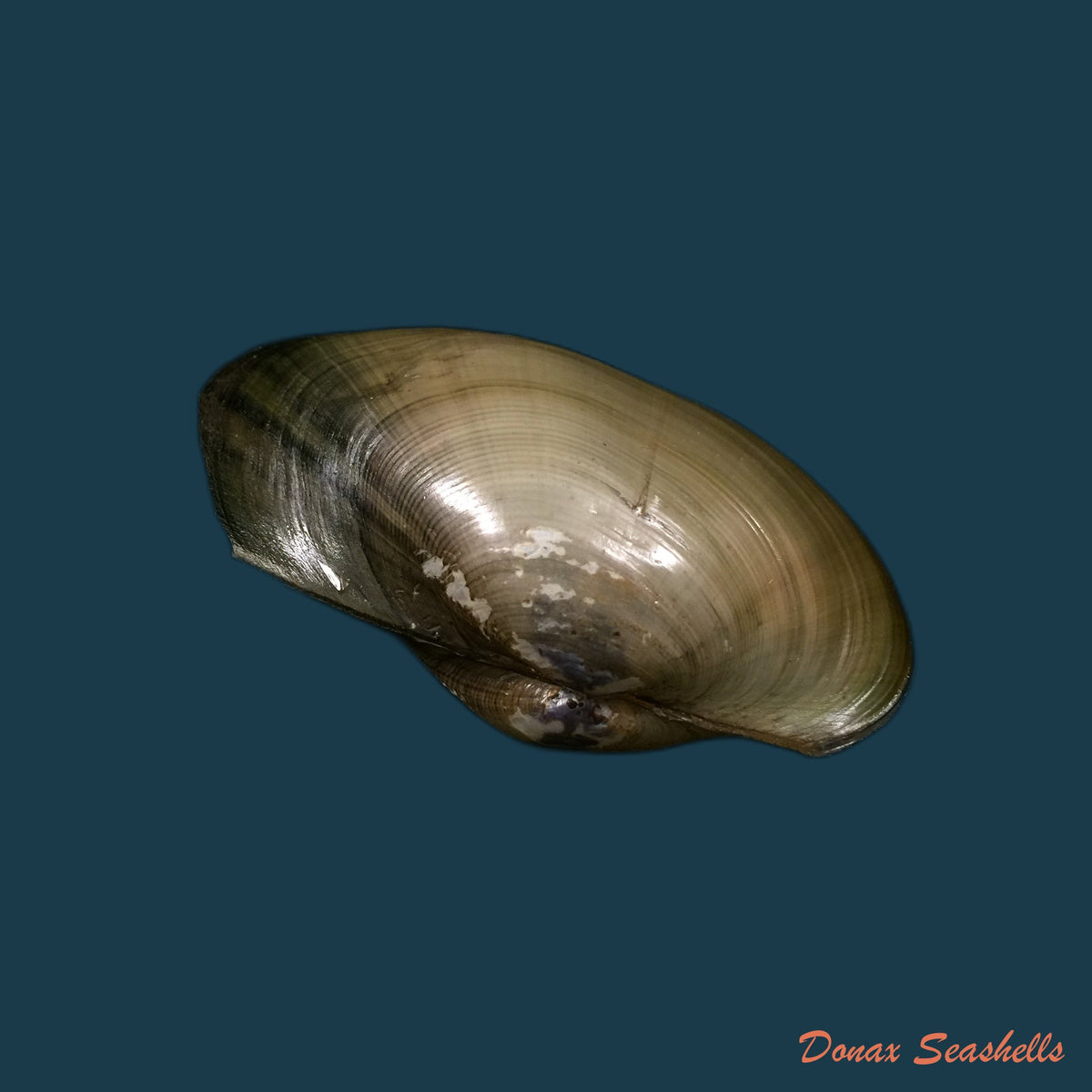 copia-de-anodontites-trapesialis-exoticus-lamarck-1819-113-2mm