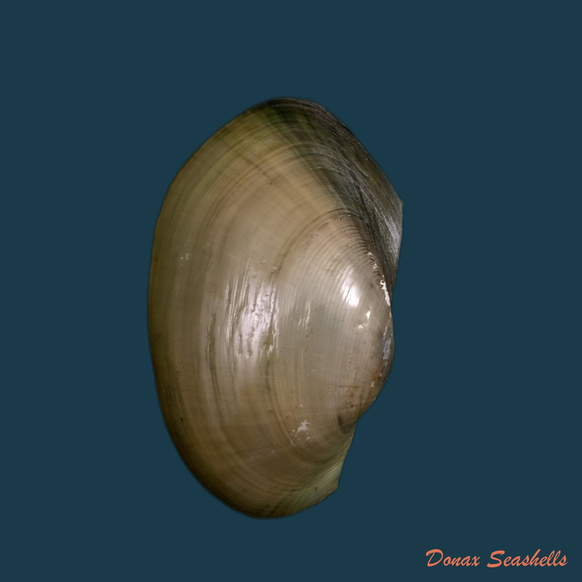 copia-de-anodontites-trapesialis-exoticus-lamarck-1819-113-2mm