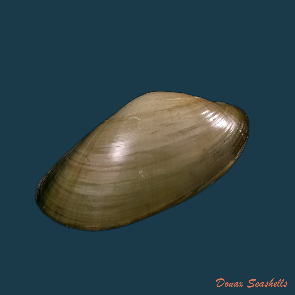copia-de-anodontites-trapesialis-exoticus-lamarck-1819-113-2mm