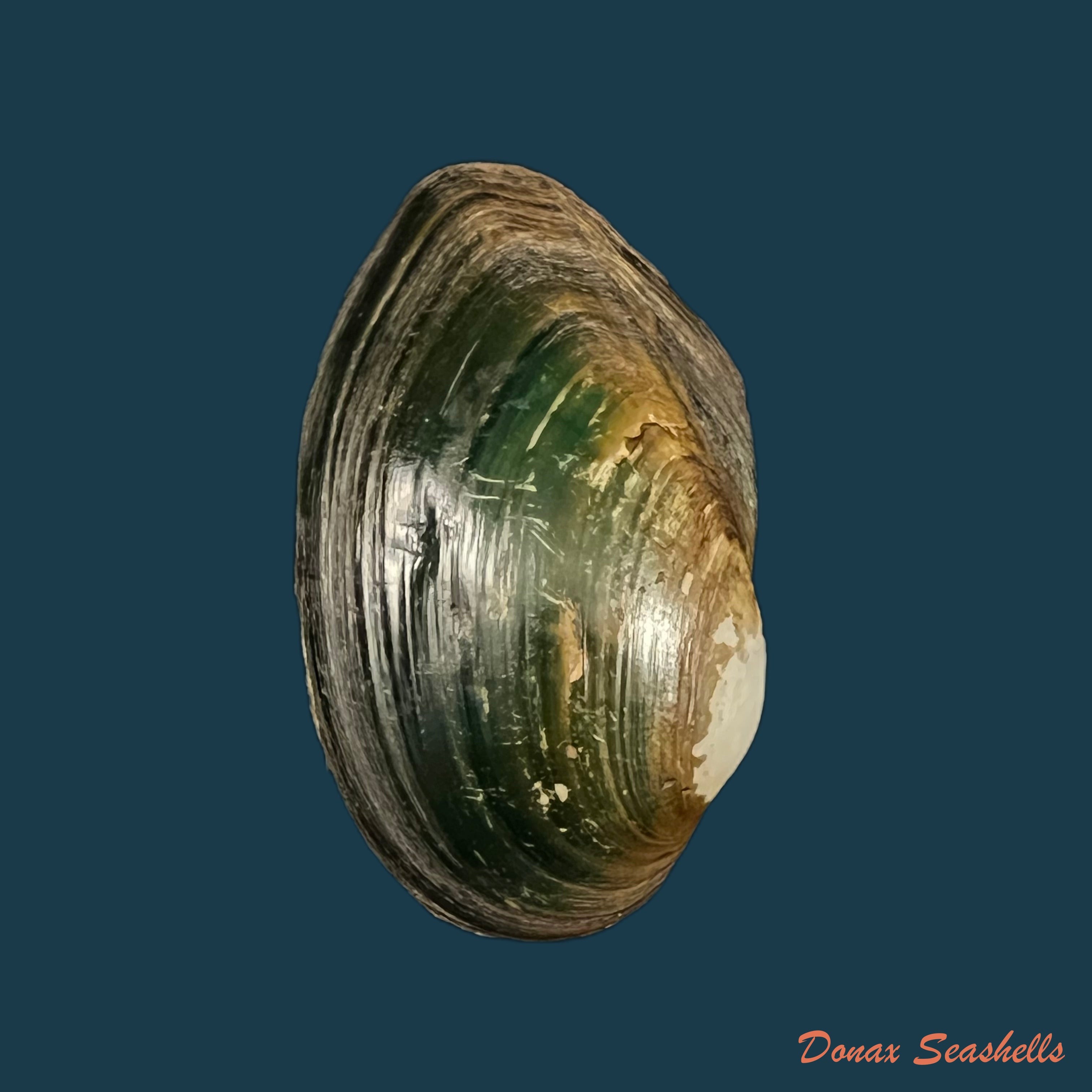 copia-de-anodontites-trapesialis-exoticus-lamarck-1819-86-2mm