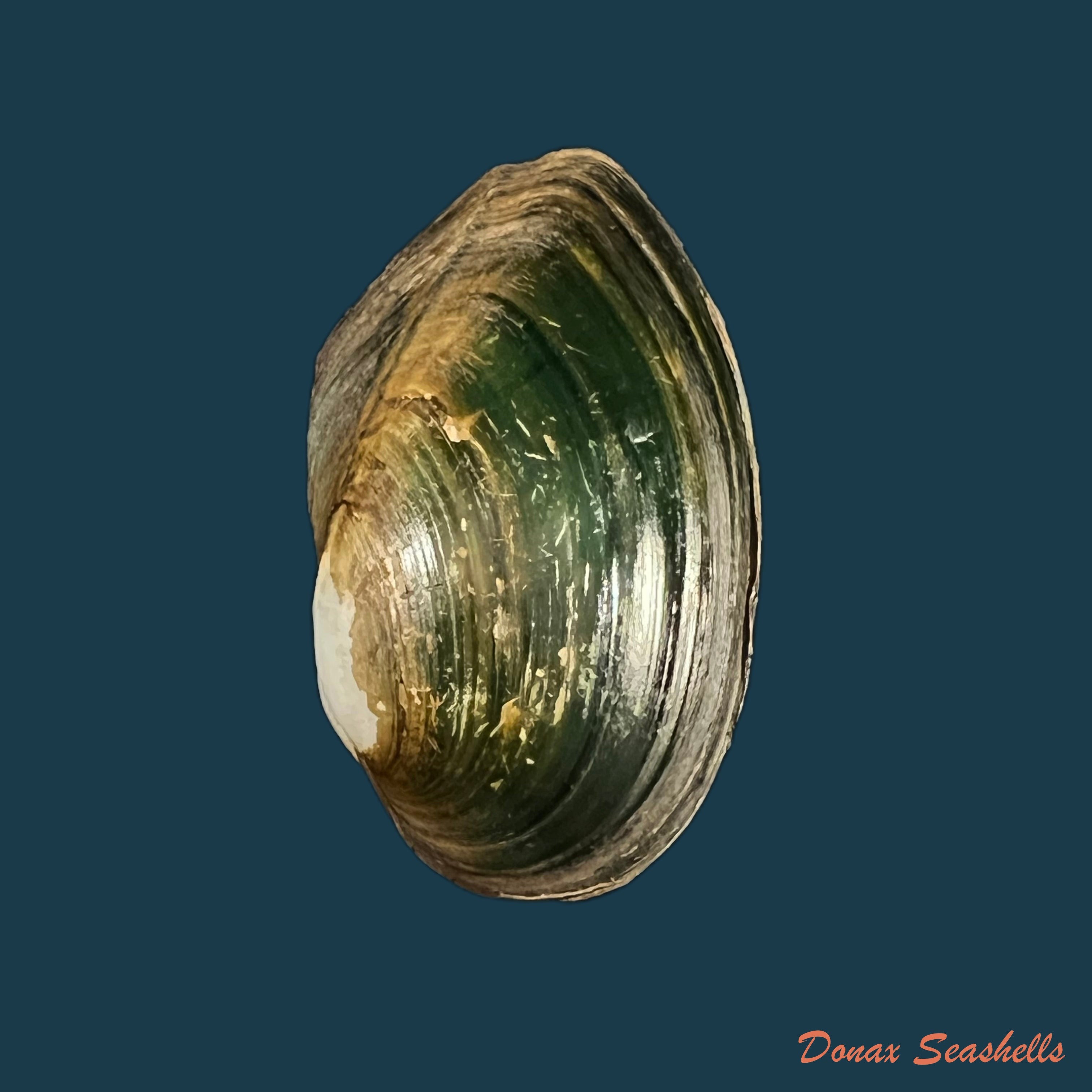 copia-de-anodontites-trapesialis-exoticus-lamarck-1819-86-2mm