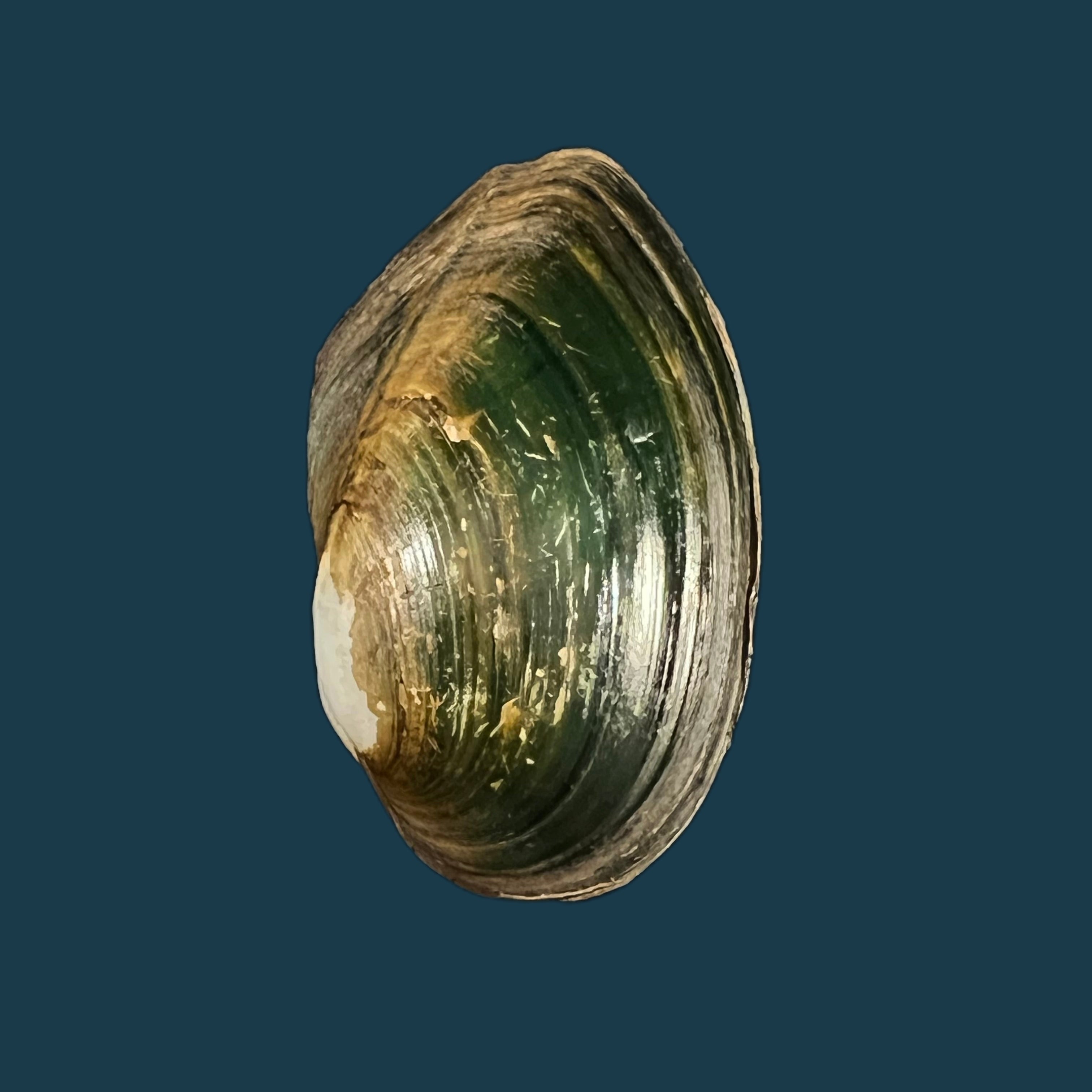 乔治亚无齿石（Gray, 1834）- 49毫米