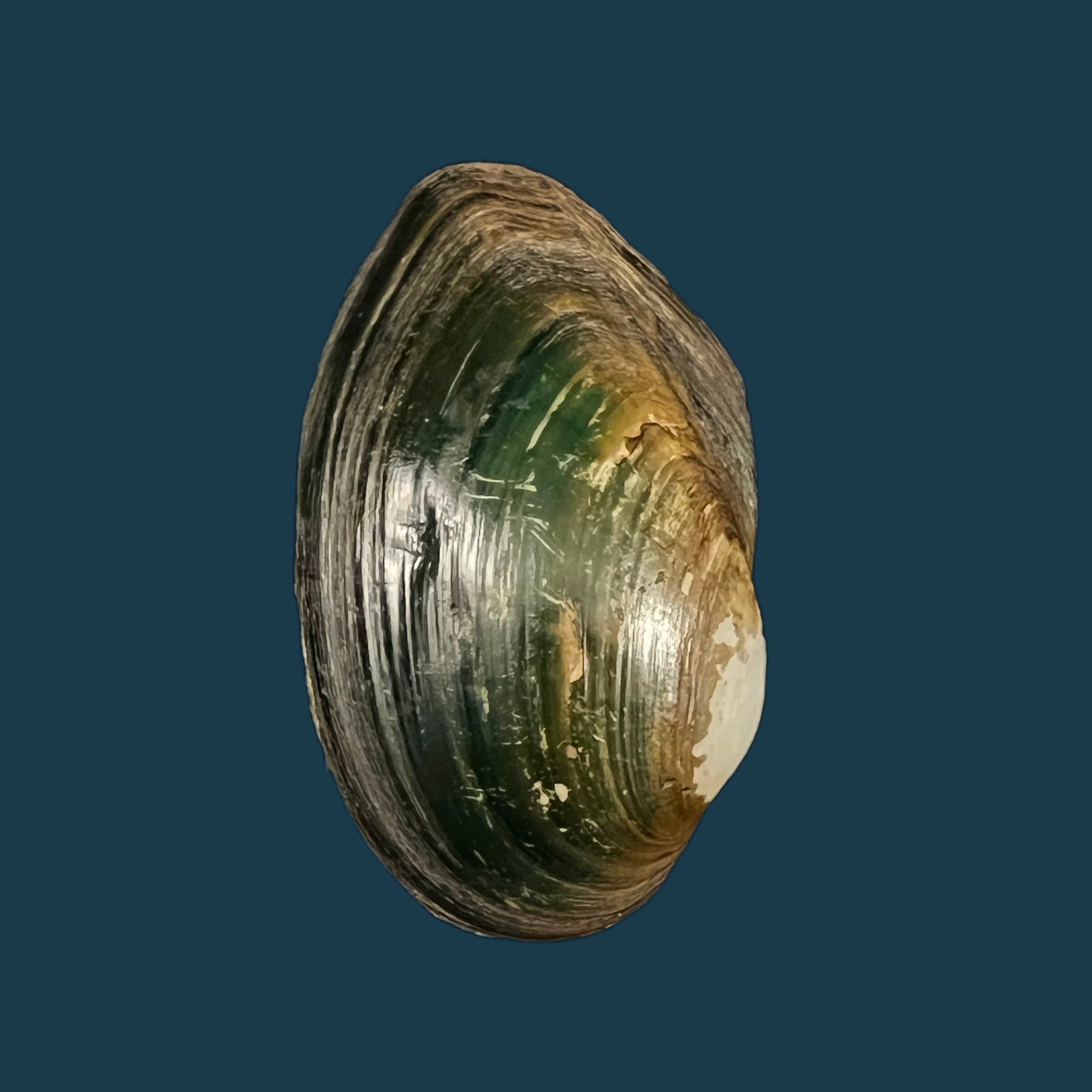 乔治亚无齿石（Gray, 1834）- 49毫米