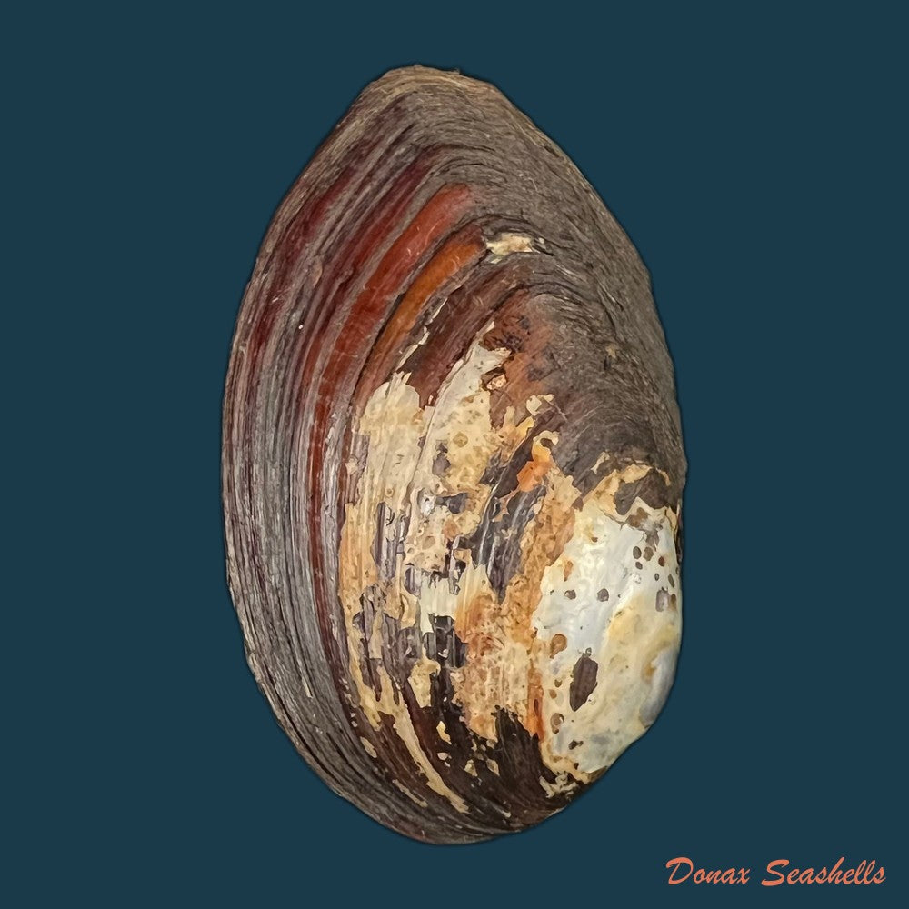 copia-de-anodontites-trapesialis-lamarck-1814-130-2mm