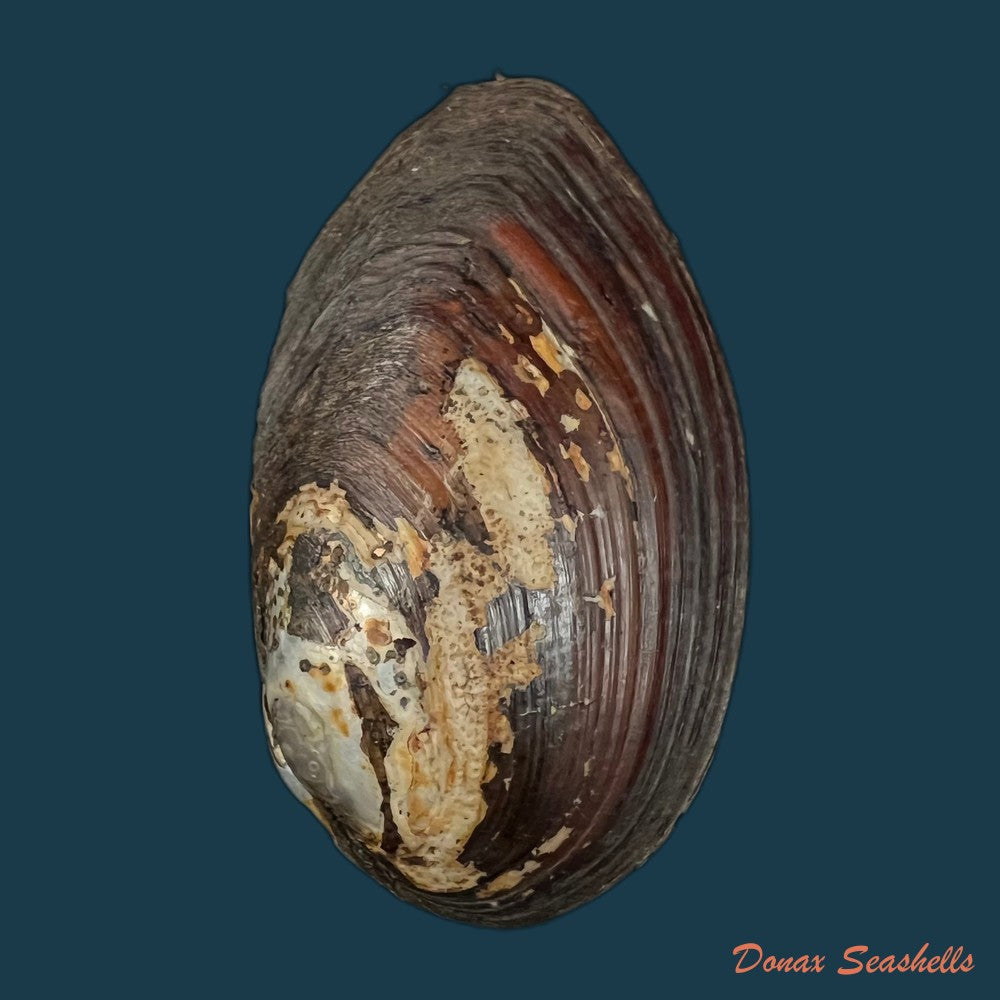 copia-de-anodontites-trapesialis-lamarck-1814-130-2mm