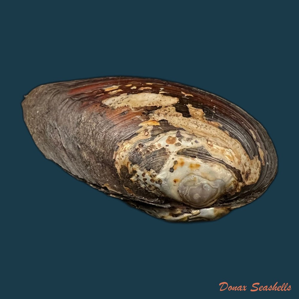 copia-de-anodontites-trapesialis-lamarck-1814-130-2mm