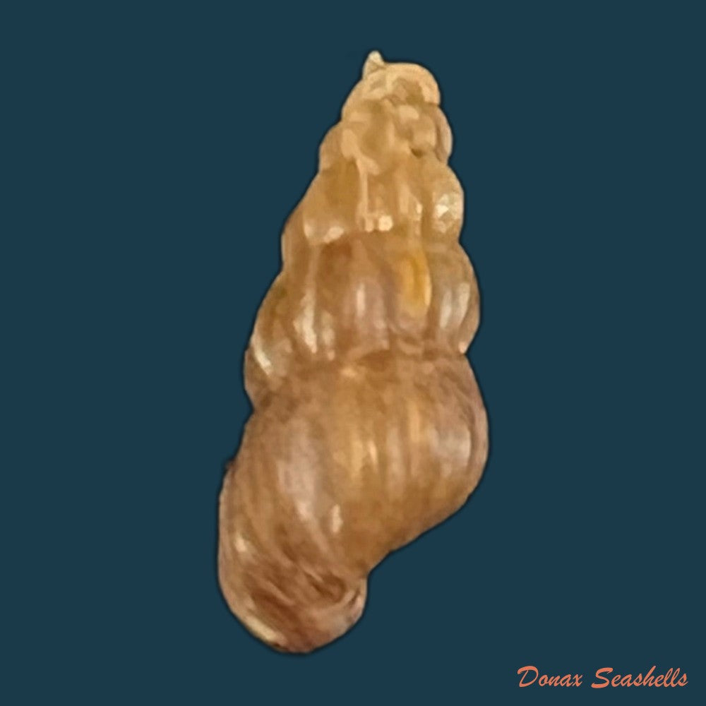 copia-de-anodontites-trigonus-georginae-gray-1834-54-9mm-1