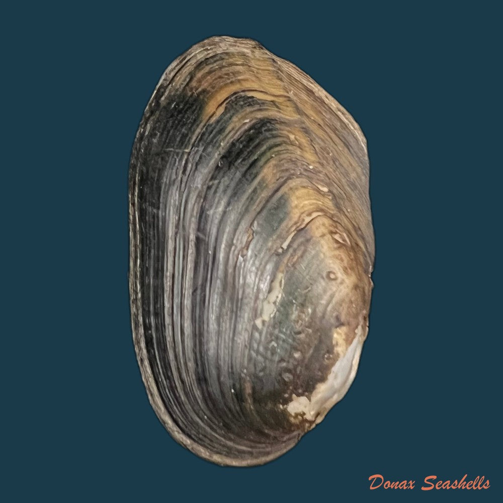copia-de-anodontites-trigonus-georginae-gray-1834-54-9mm