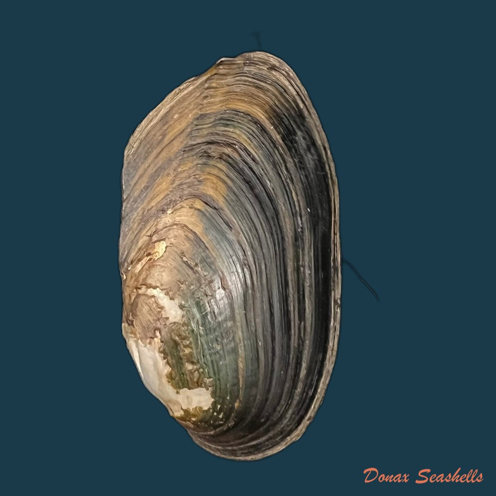 copia-de-anodontites-trigonus-georginae-gray-1834-54-9mm