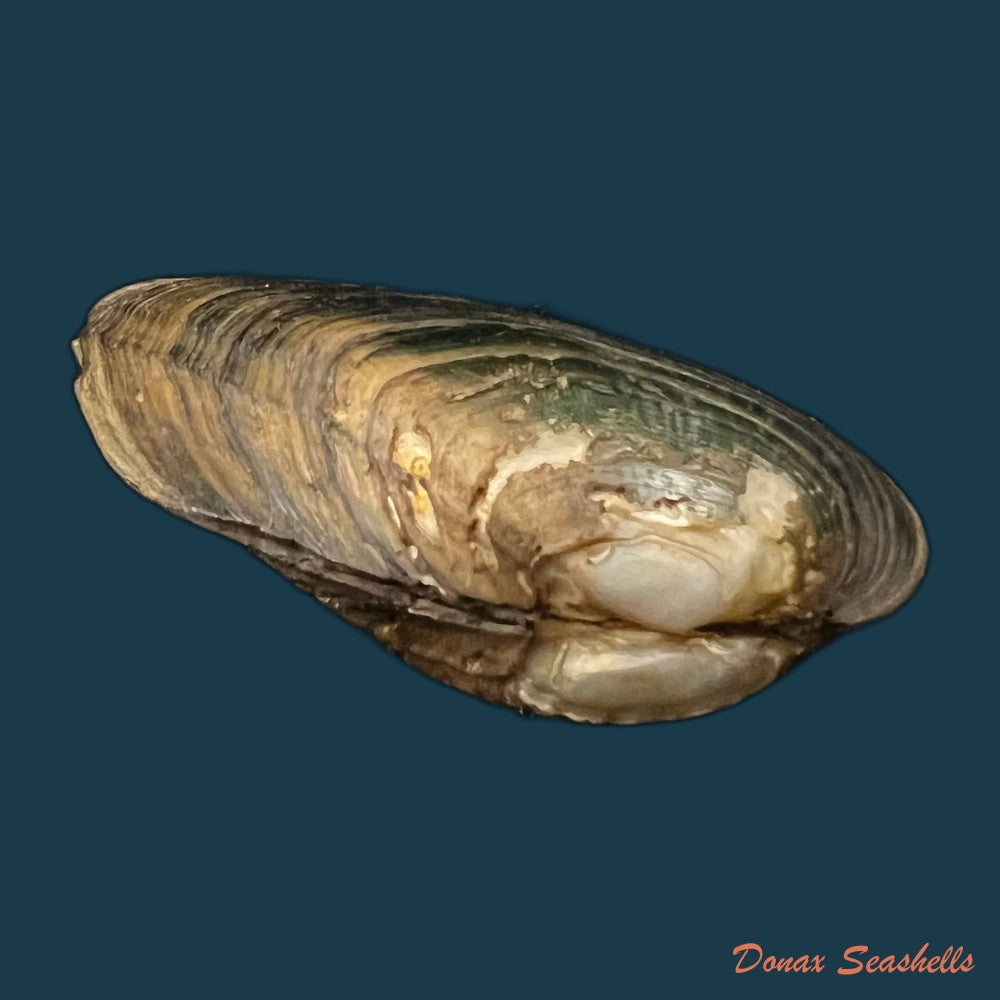 copia-de-anodontites-trigonus-georginae-gray-1834-54-9mm