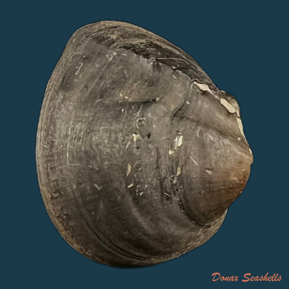 copia-de-anodontites-trigonus-georginae-gray-1834-61-4mm