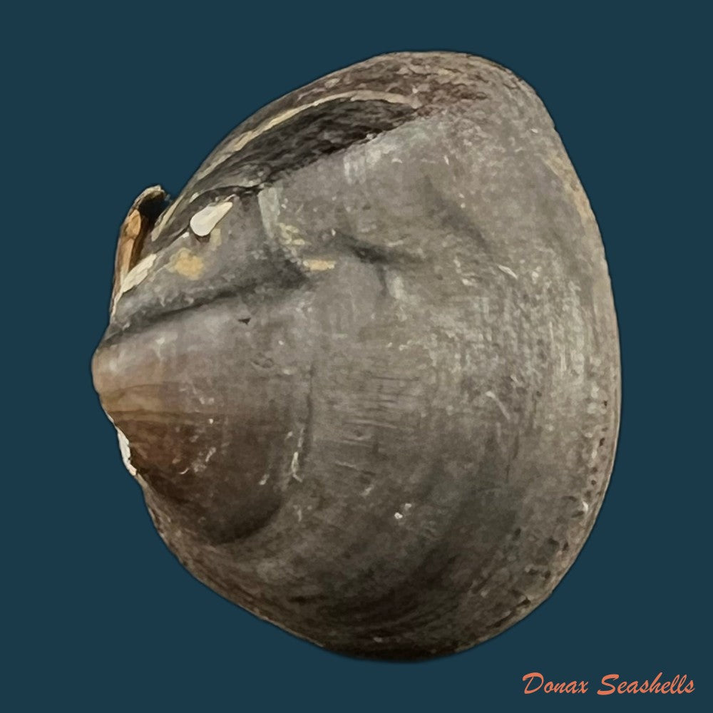 copia-de-anodontites-trigonus-georginae-gray-1834-61-4mm