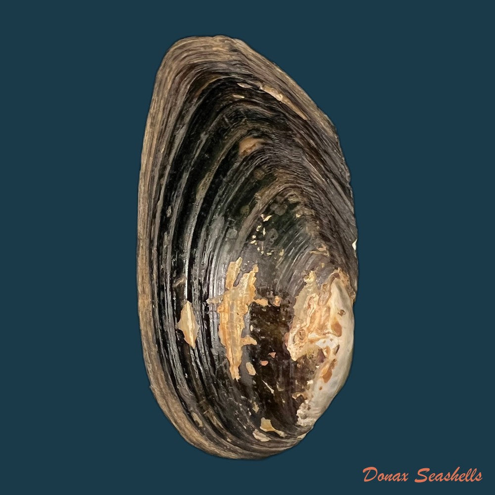 copia-de-anodontites-trigonus-georginae-gray-1834-61-9mm