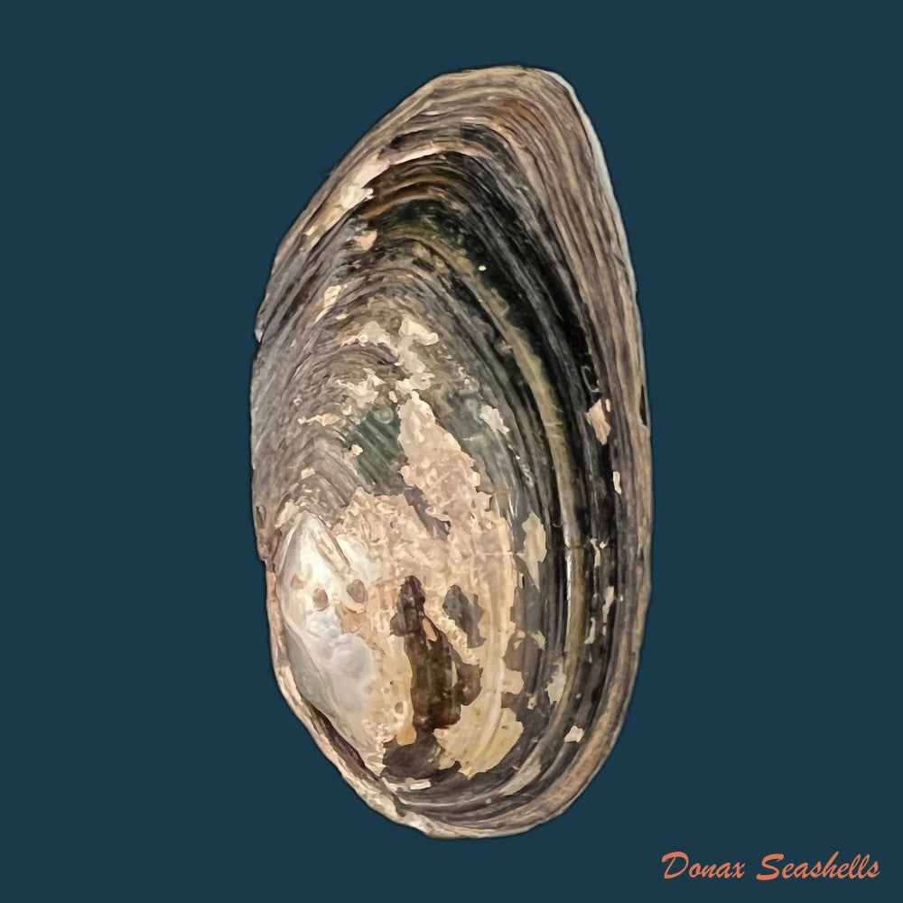 copia-de-anodontites-trigonus-georginae-gray-1834-61-9mm
