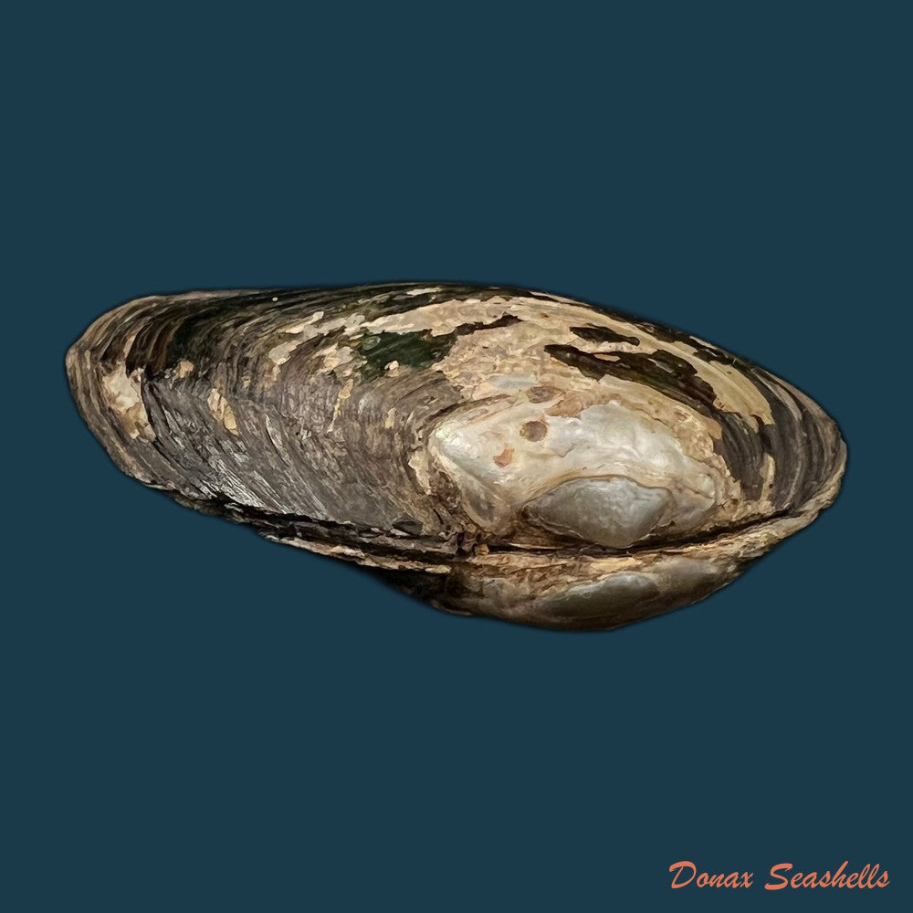 copia-de-anodontites-trigonus-georginae-gray-1834-61-9mm