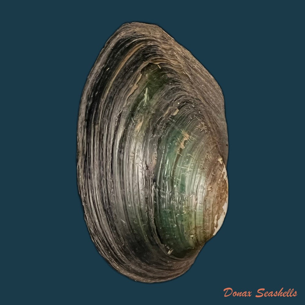 copia-de-anodontites-trigonus-georginae-gray-1834-62mm